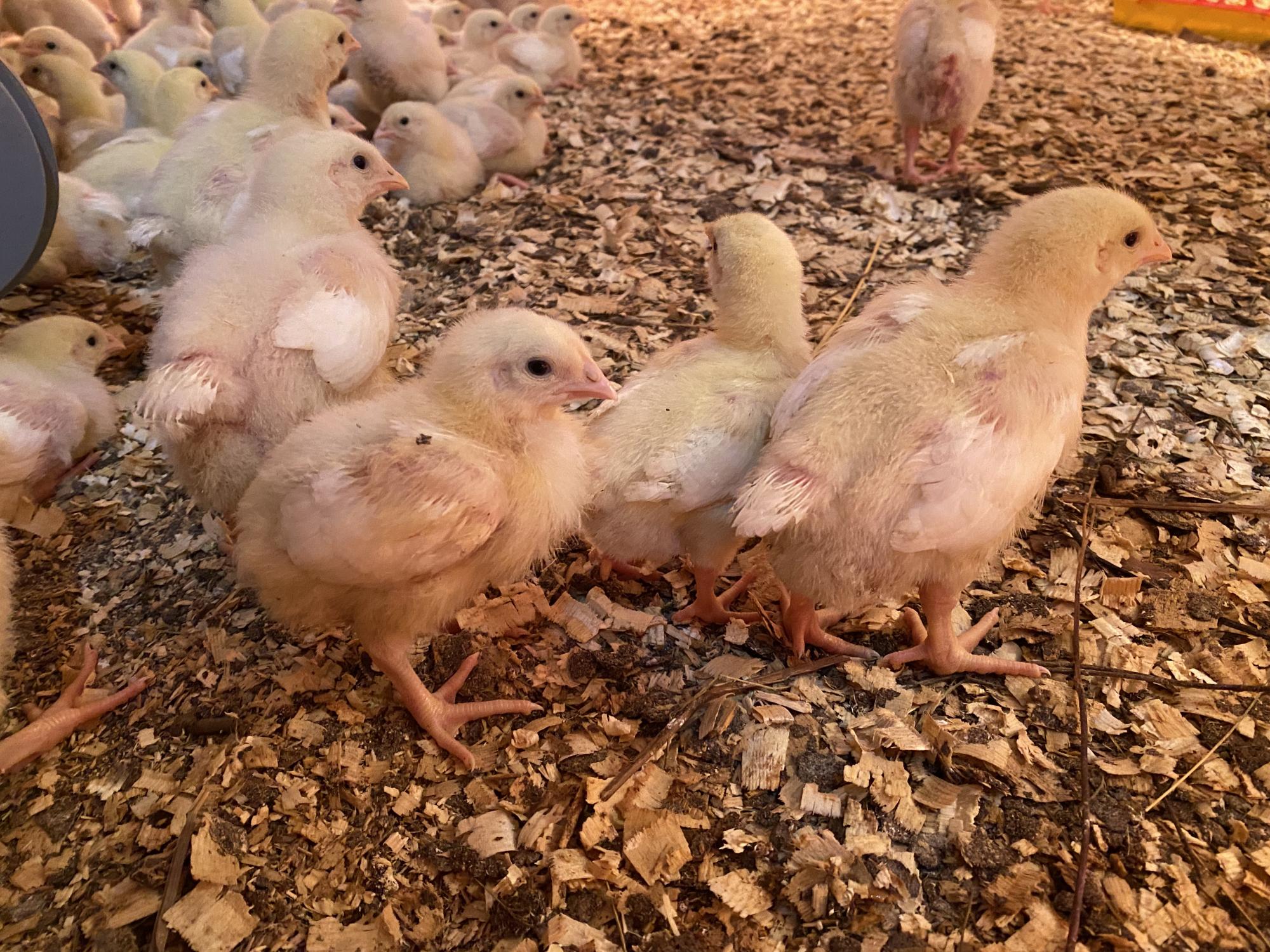 Продаются бройлерные цыплята Acbor Acress - фотография № 2