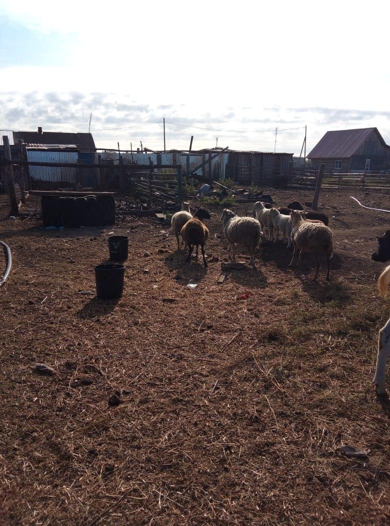Баран, овечки, ягнята - фотография № 1