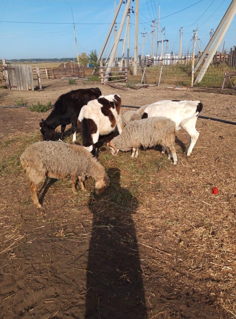Баран, овечки, ягнята - фотография № 2