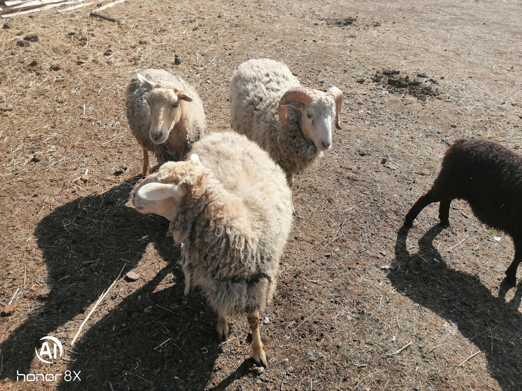 Баран, овечки, ягнята - фотография № 4