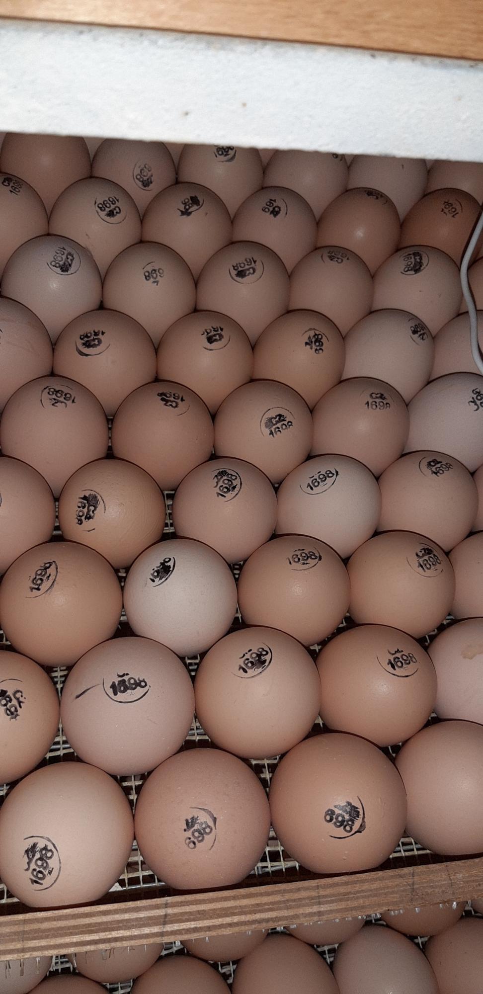 Инкубационное яйцо бройлера КОББ-500 - фотография № 1