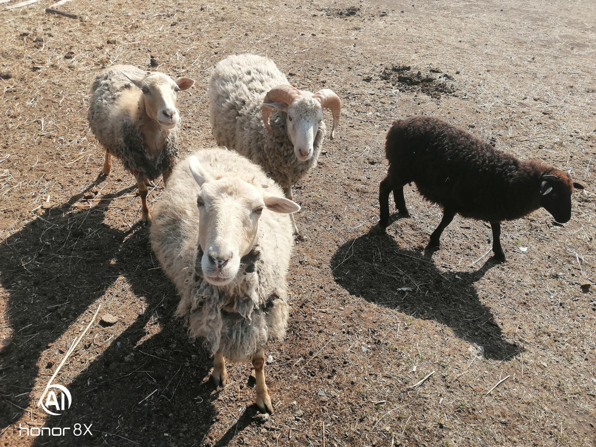 Баран, овечки, ягнята - фотография № 5