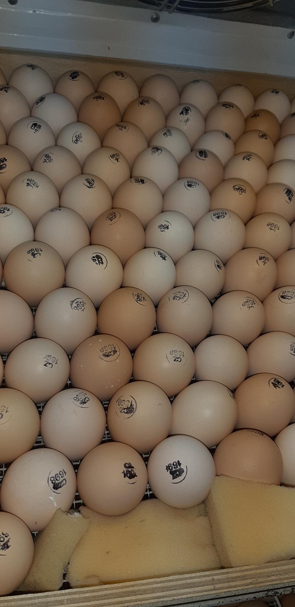 Инкубационное яйцо бройлера КОББ-500 - фотография № 2