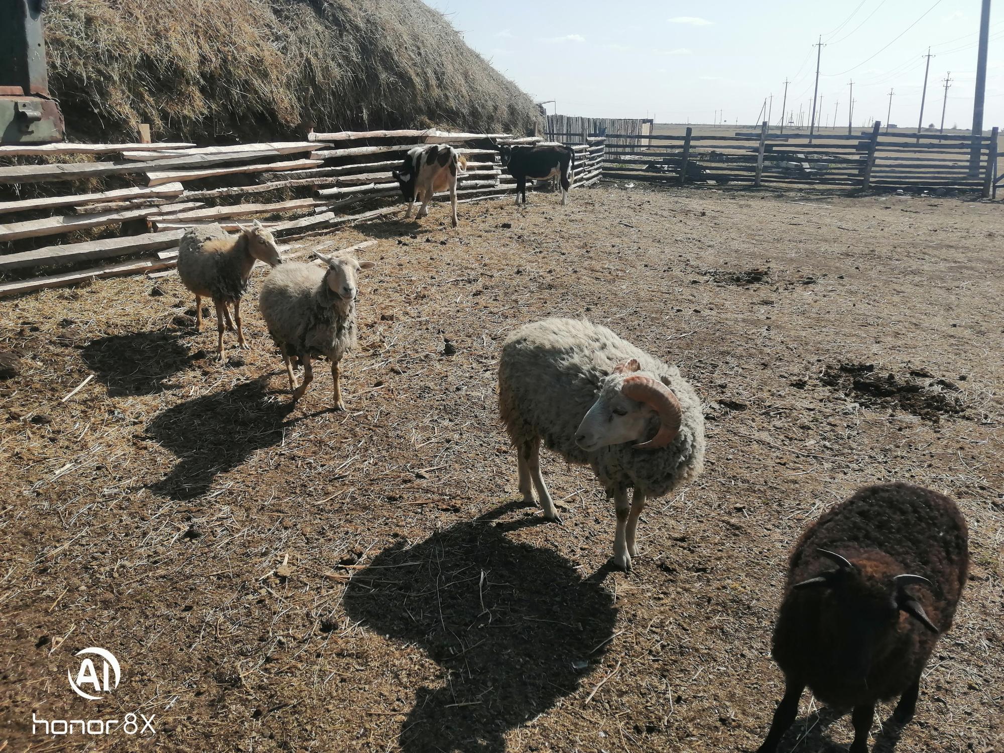 Баран, овечки, ягнята - фотография № 6