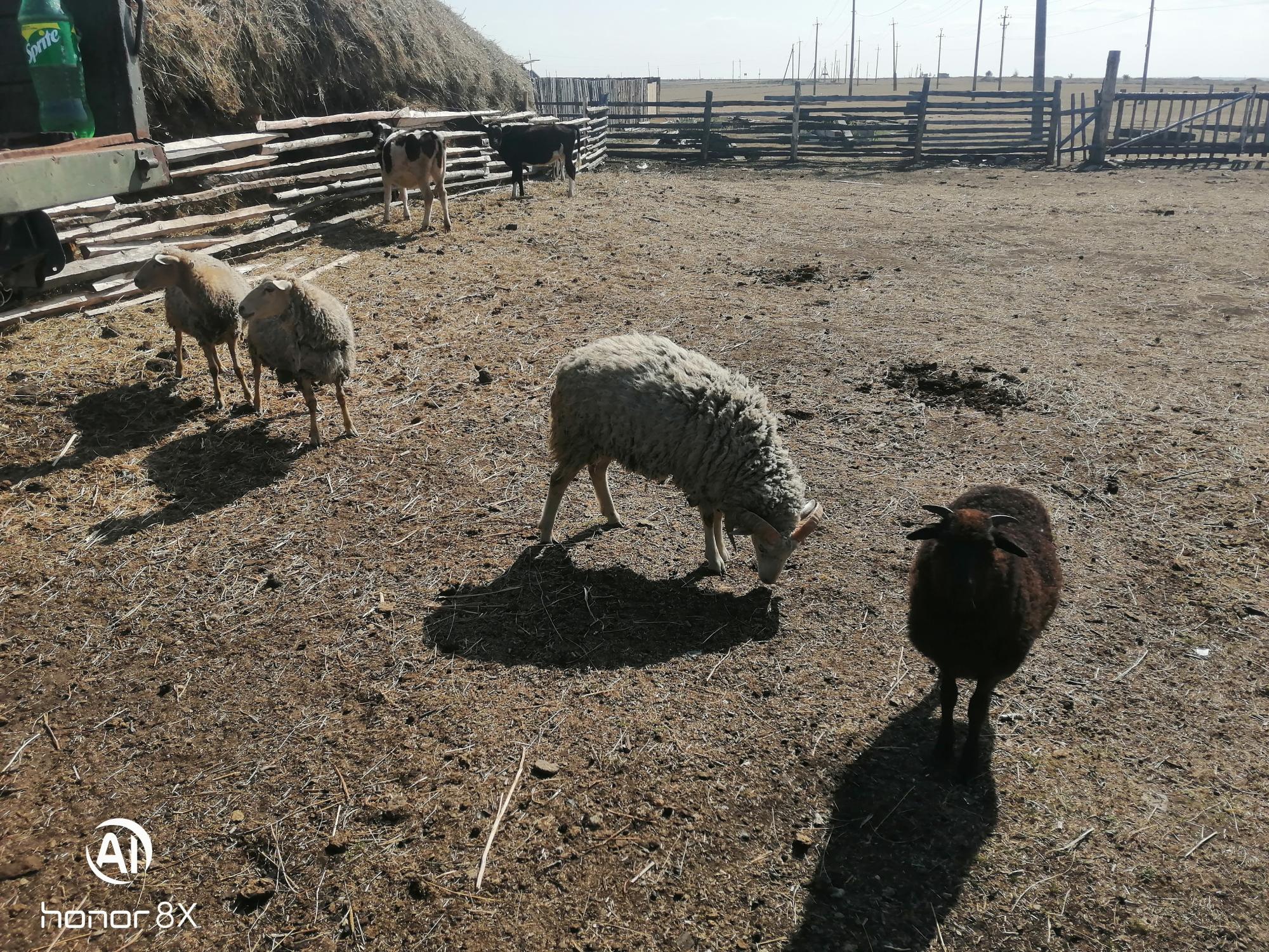 Баран, овечки, ягнята - фотография № 7