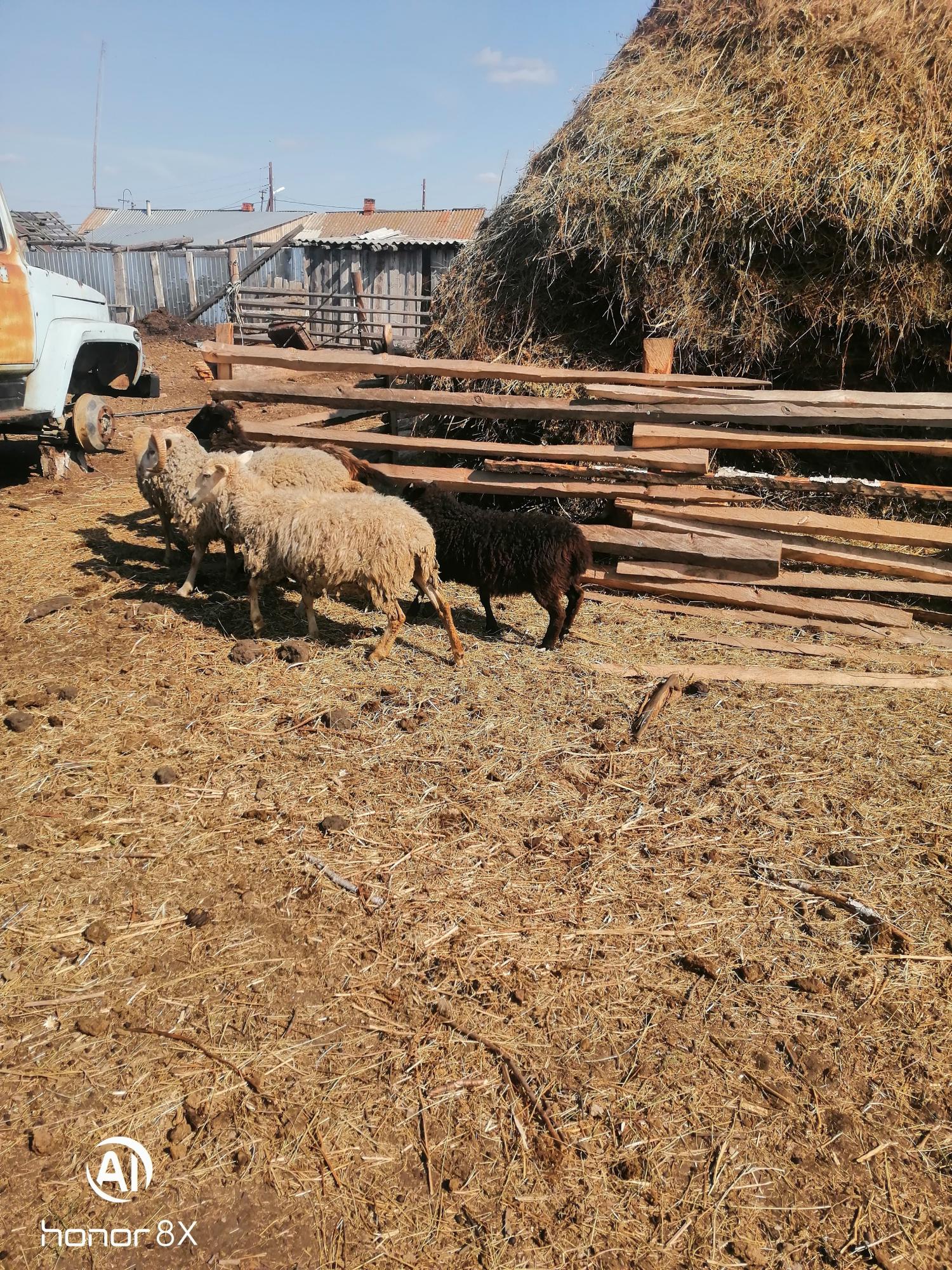Баран, овечки, ягнята - фотография № 8