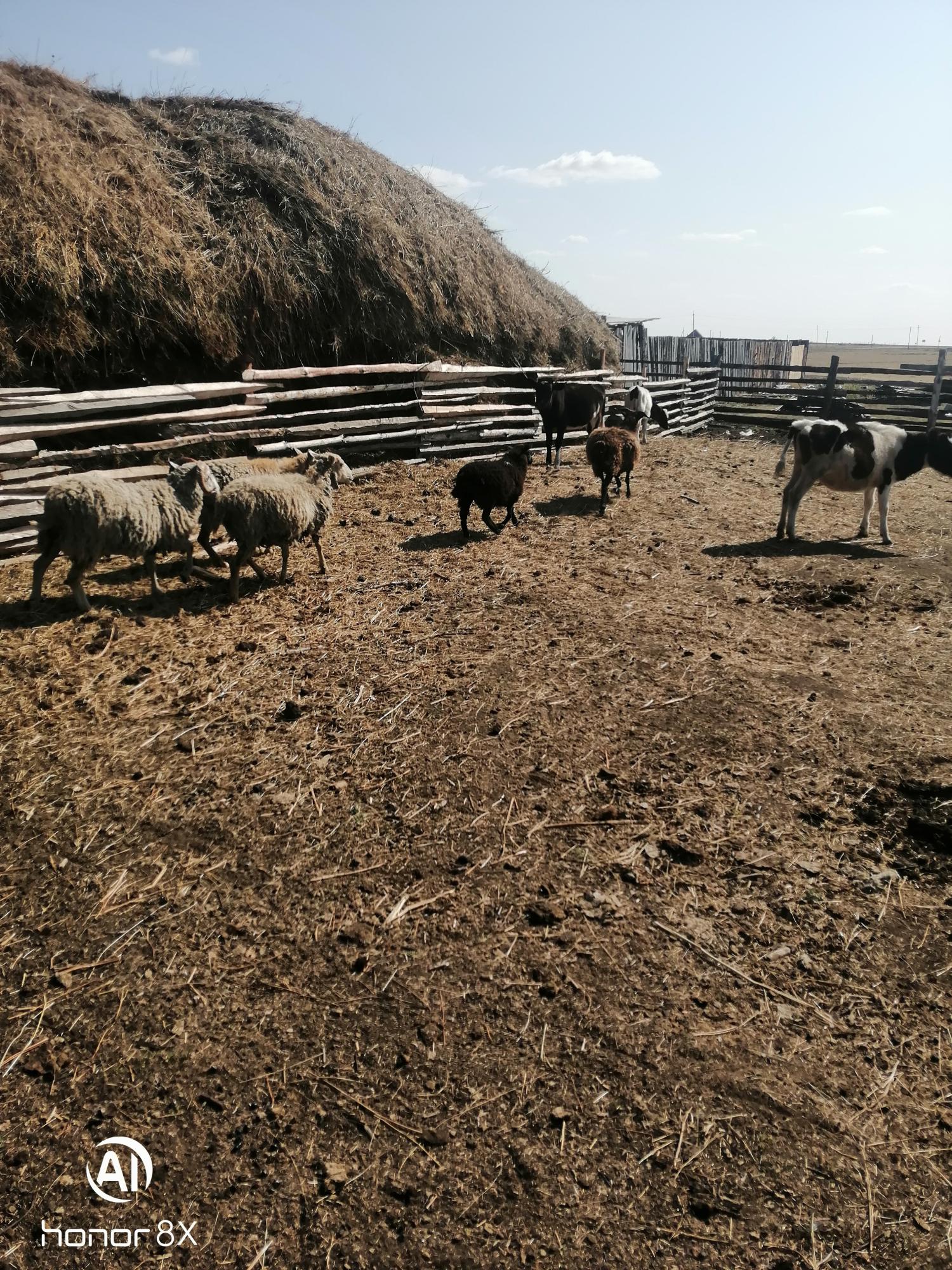 Баран, овечки, ягнята - фотография № 9