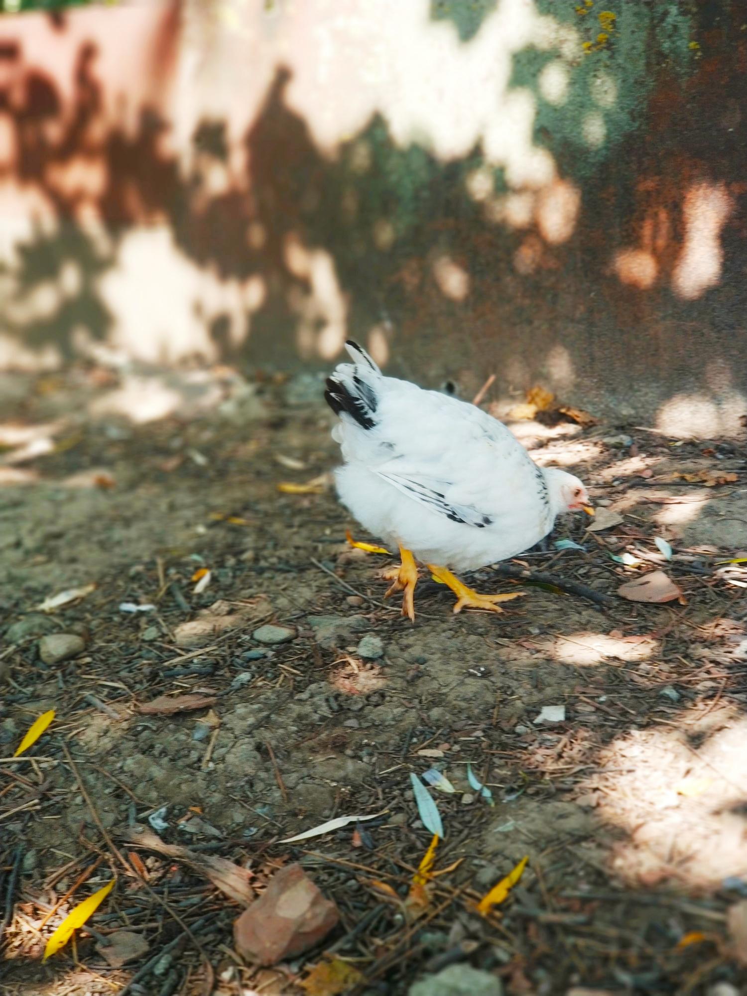 Адлерская серебристая породные цыплята. - фотография № 10