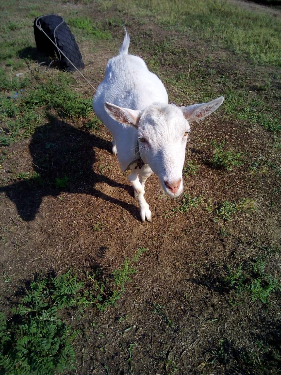 Продаётся коза - фотография № 1