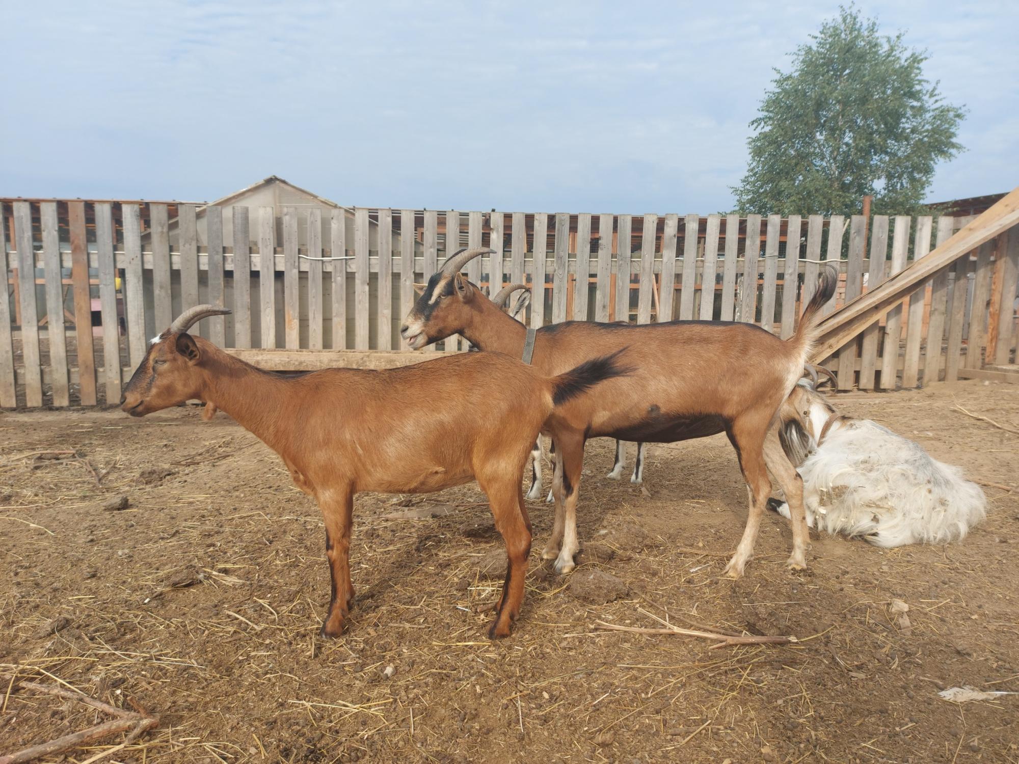 Нубийско-зааненские козы - фотография № 1