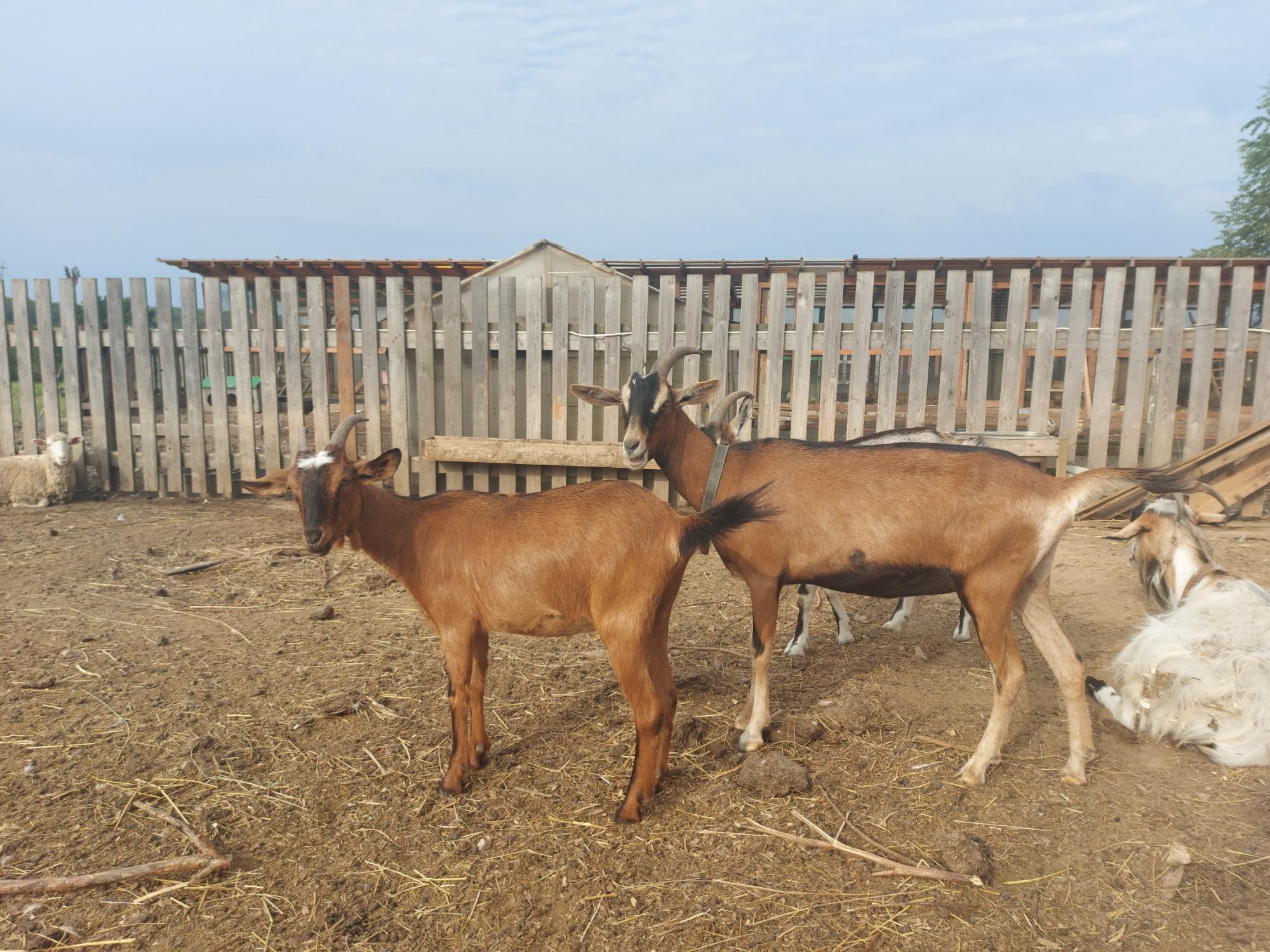Нубийско-зааненские козы - фотография № 2