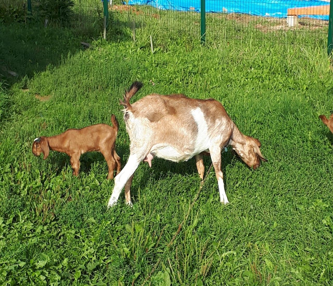 Нубийская дойная коза - фотография № 1