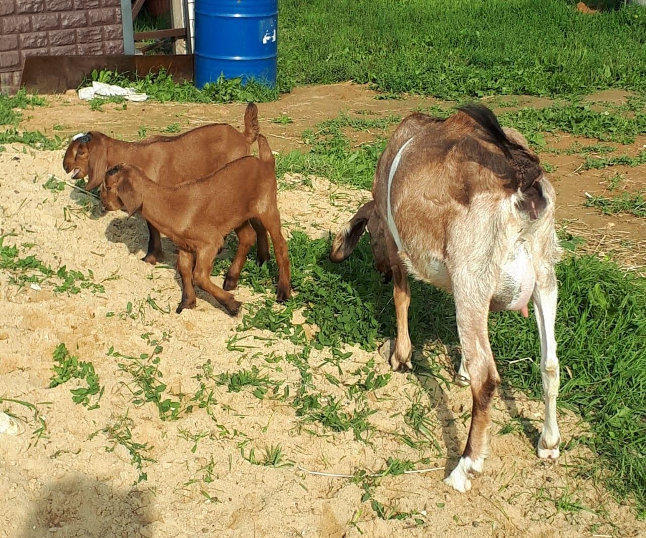 Нубийская дойная коза - фотография № 2