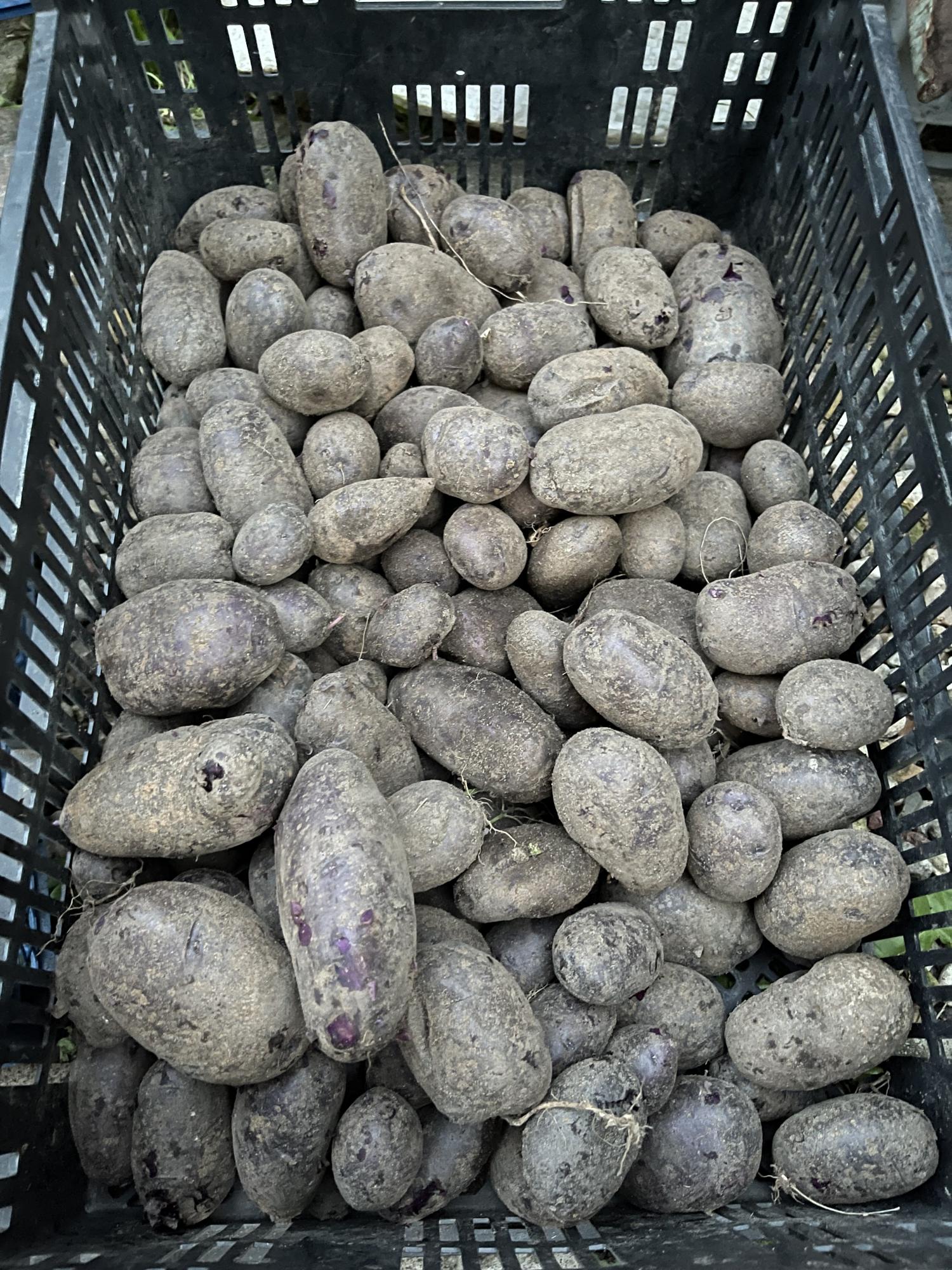 Семенной картофель Фиолетовый за кг - фотография № 1