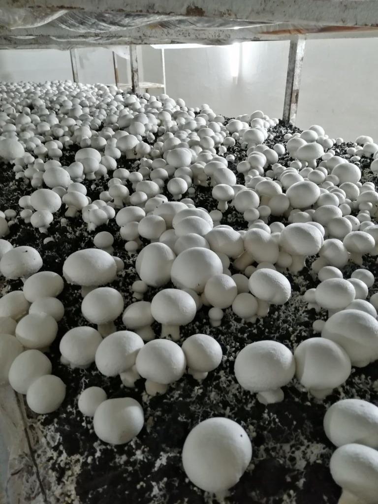 Компост грибной с доставкой (удобрение, навоз) - фотография № 9