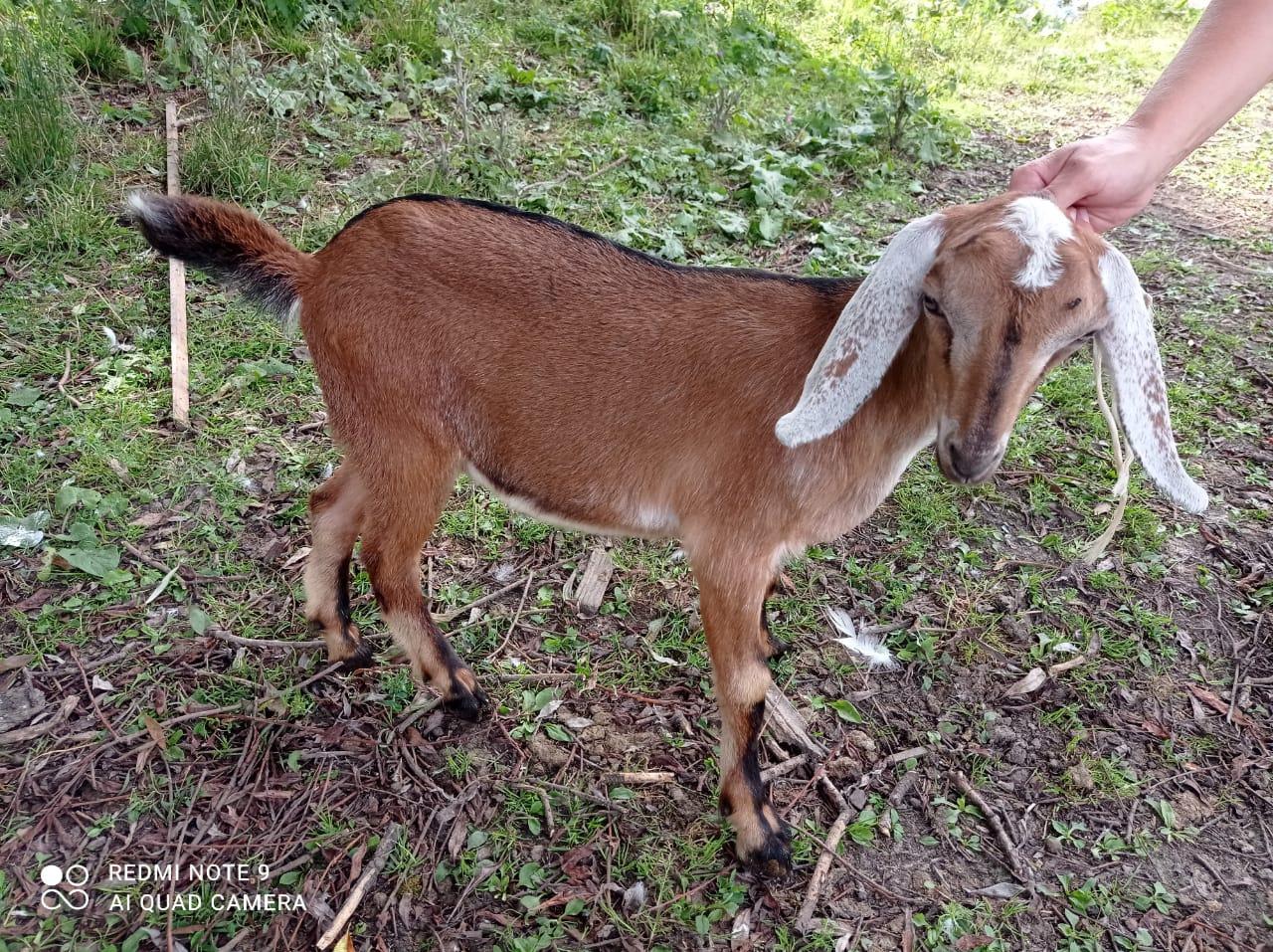 Нубийские дойные козы , козочки , козлики - фотография № 3