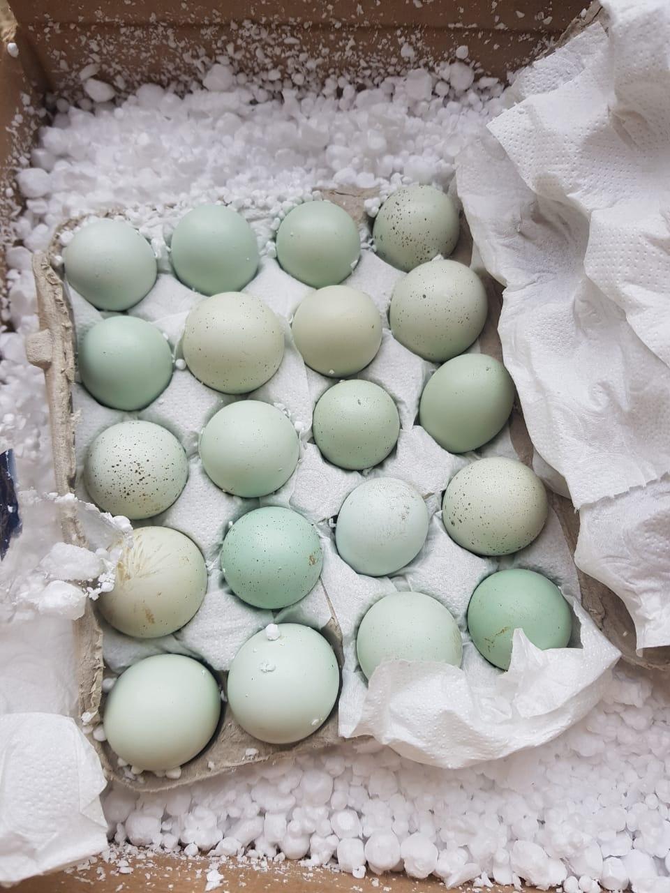 Перепела Селадон (зелено-голубое яйцо) - фотография № 1