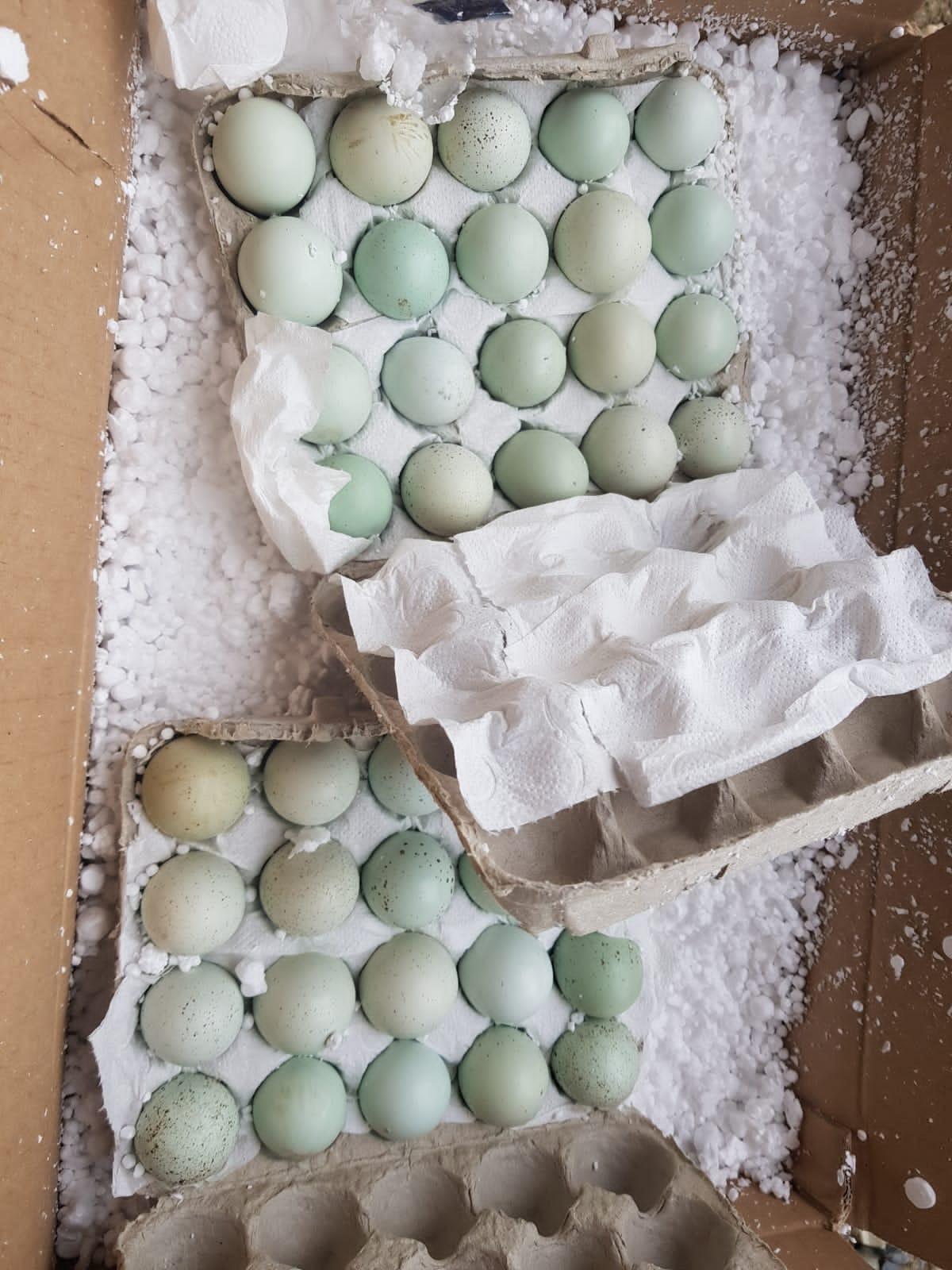 Перепела Селадон (зелено-голубое яйцо) - фотография № 3
