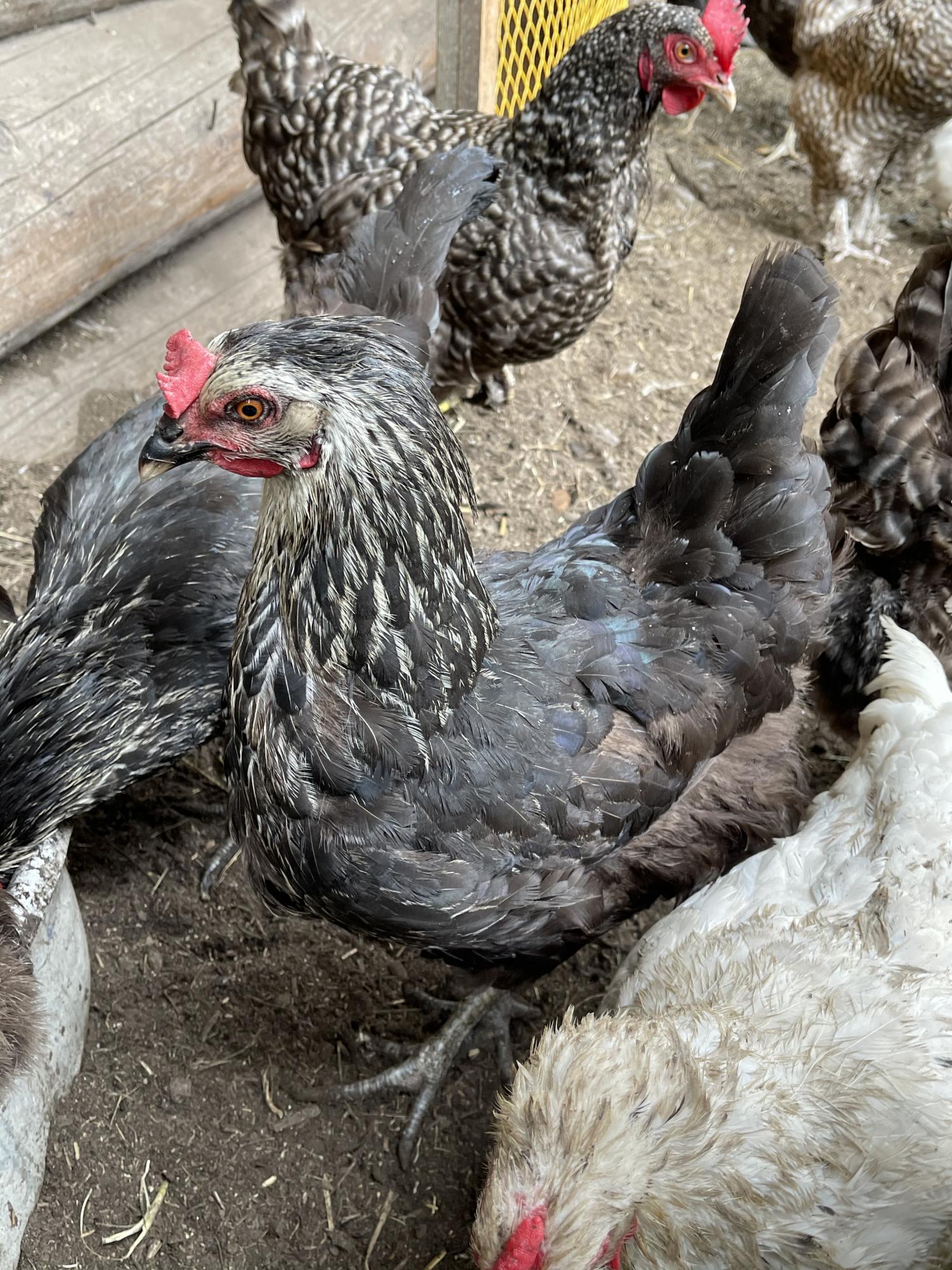 Курицы породистые несушки - фотография № 1