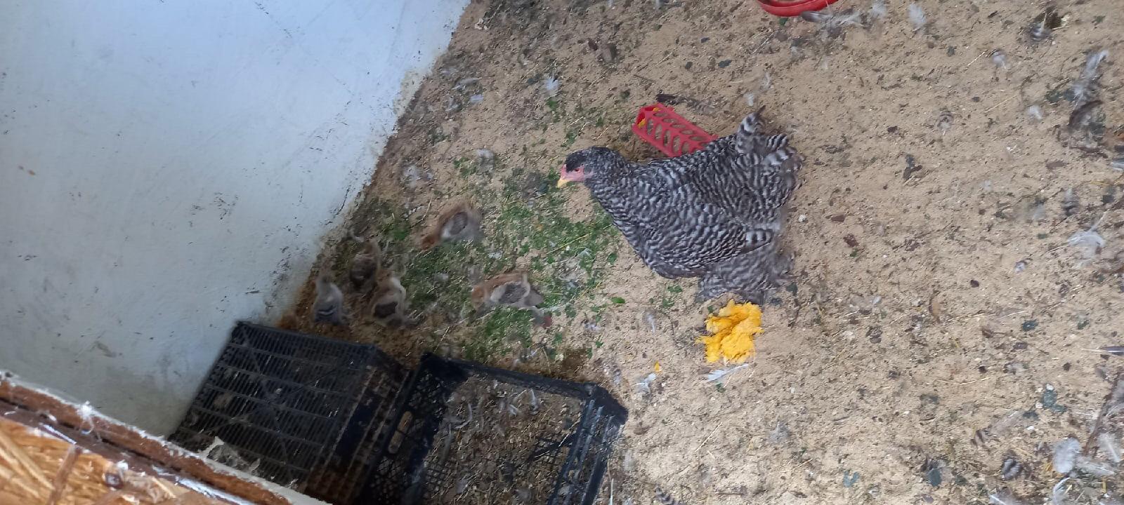 Курица Брама с цыплятами