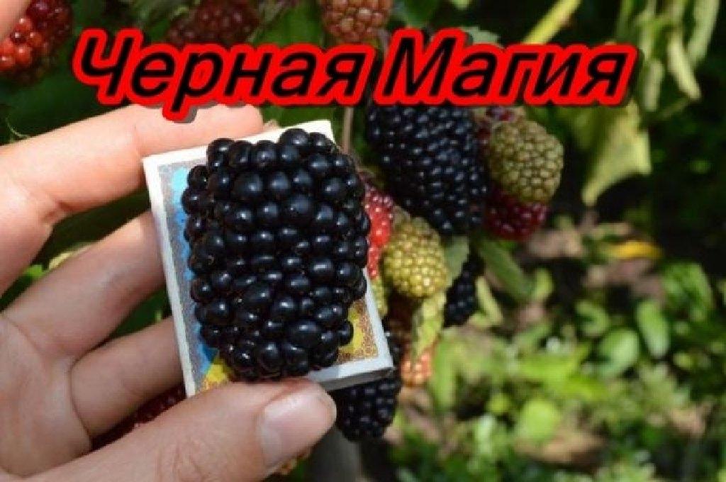 Ежевика черная магия описание сорта фото