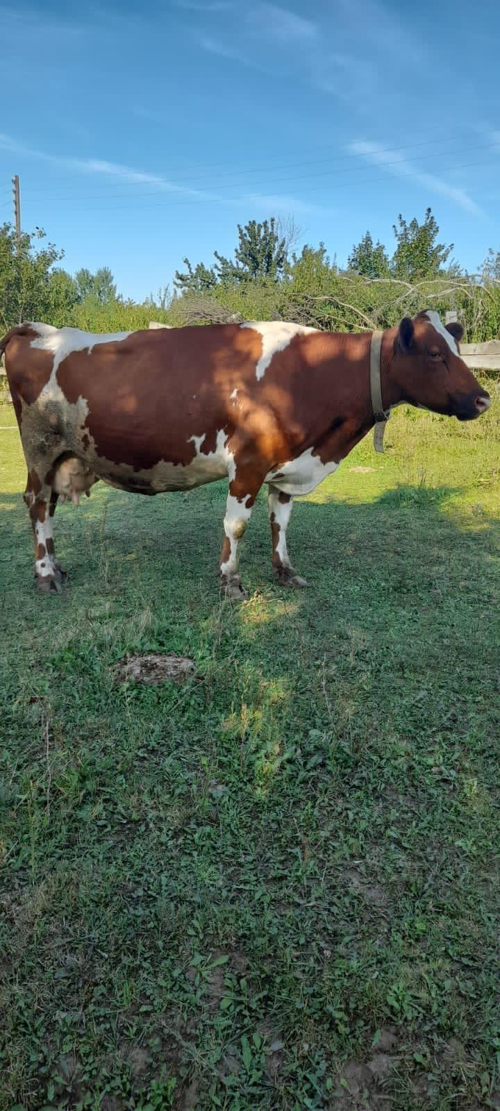 Корова - фотография № 2