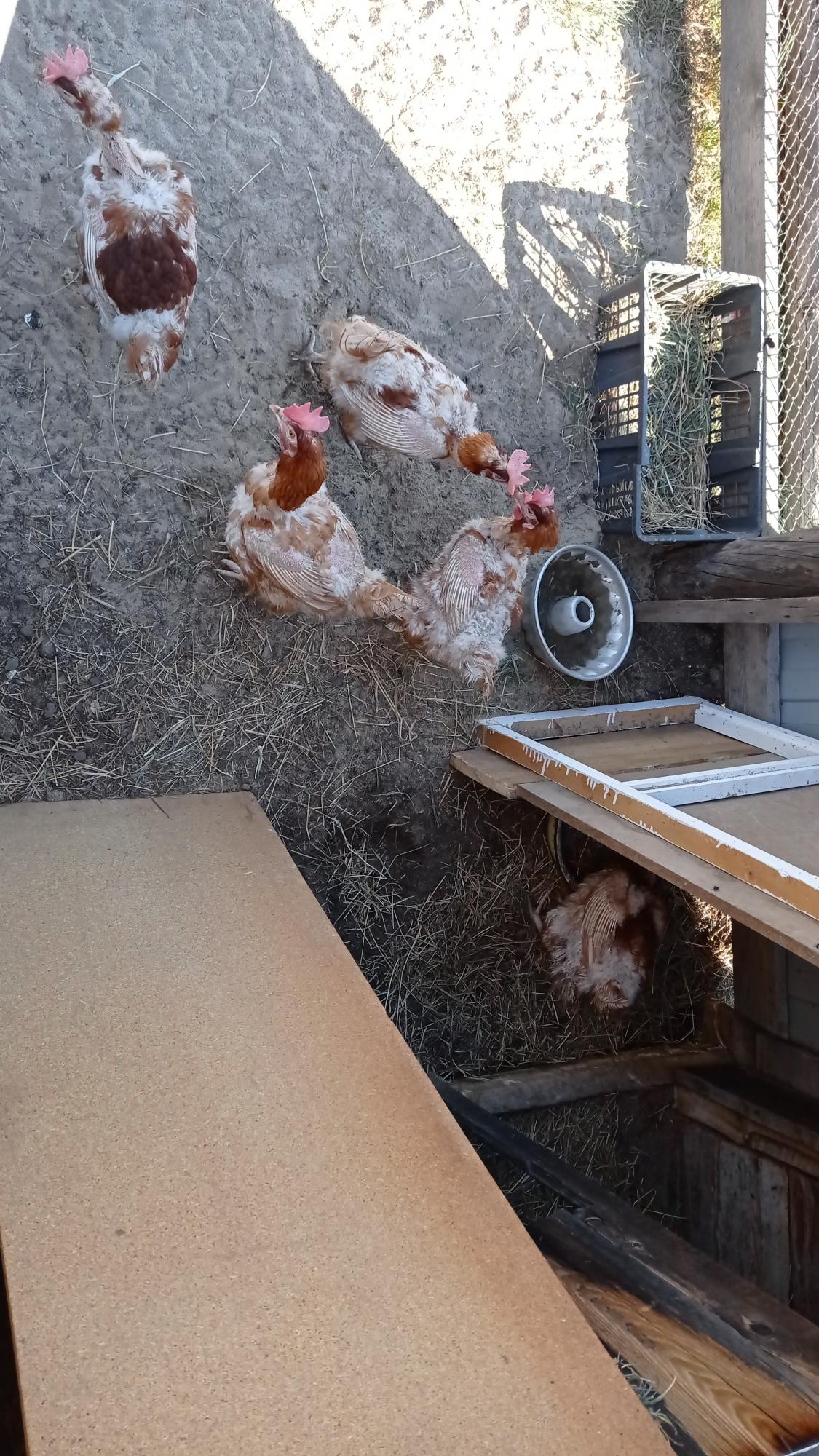Курицы несушки, 5 голов, 200-250 руб каждая - фотография № 1