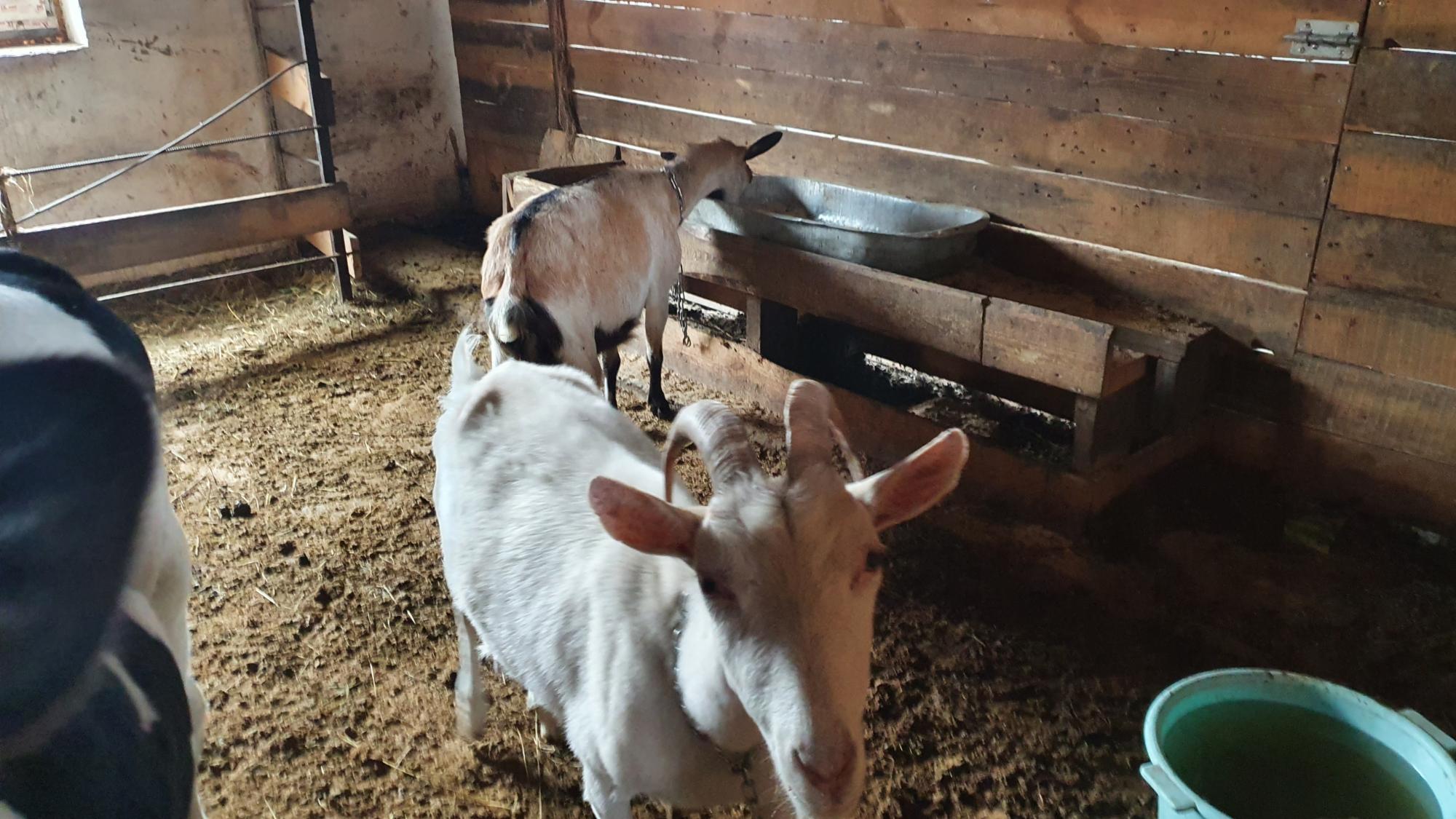 Купить козу в воронежской. Продаются дойные козы. Молочные козы. Продажа молочных коз в Воронежской области. Обновление куплю козы козлята барана.