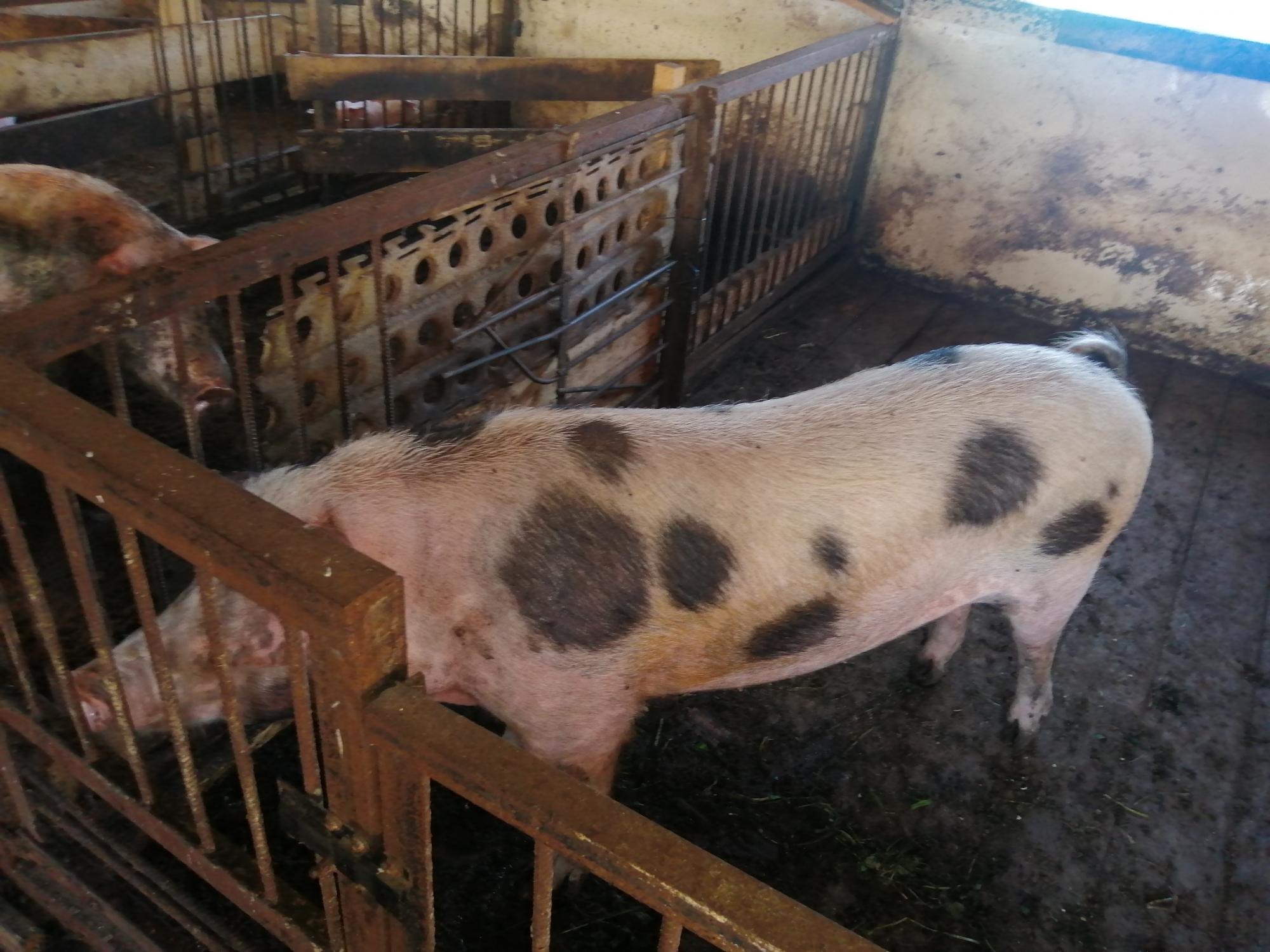 Продам свиноматок - фотография № 2