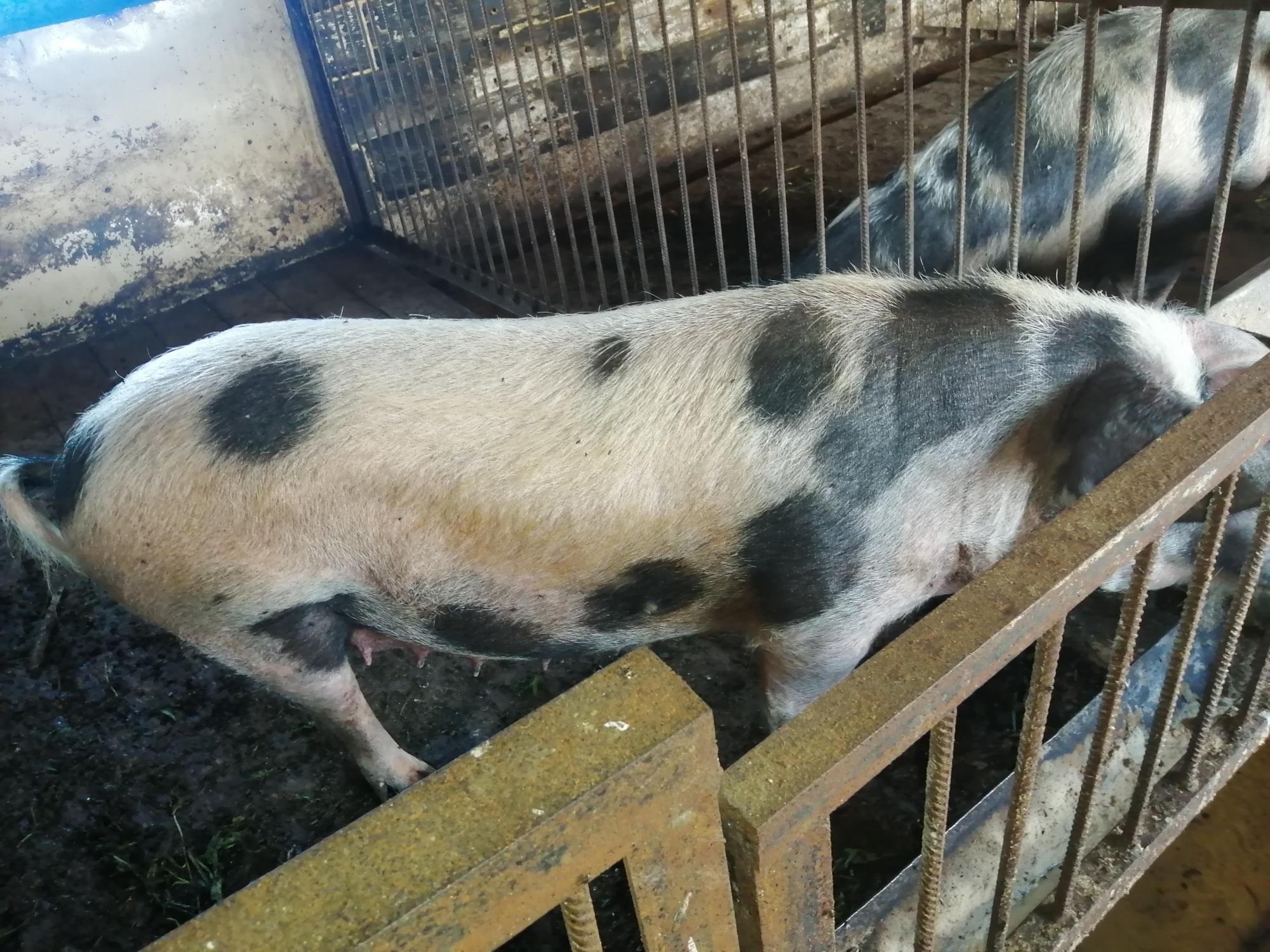 Продам свиноматок - фотография № 4