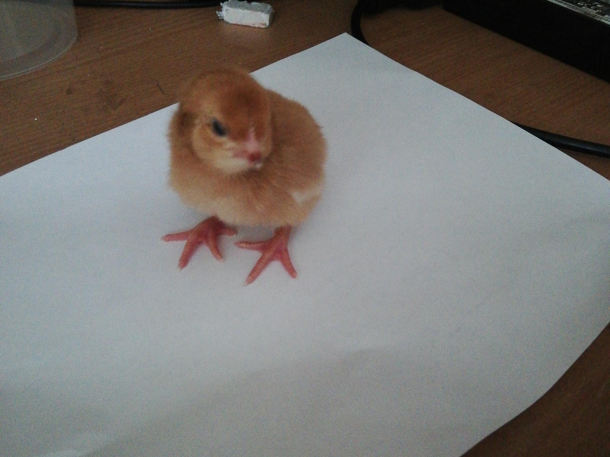 Цыплята красного бройлера - фотография № 2