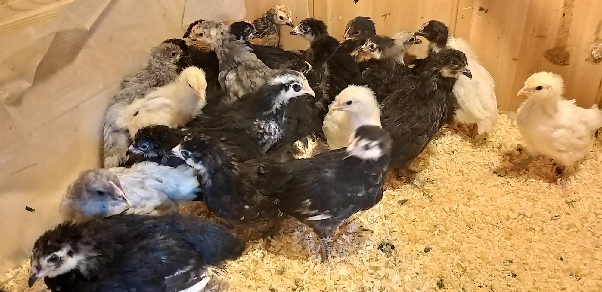 Цыплята подрощенные 1 месяц.