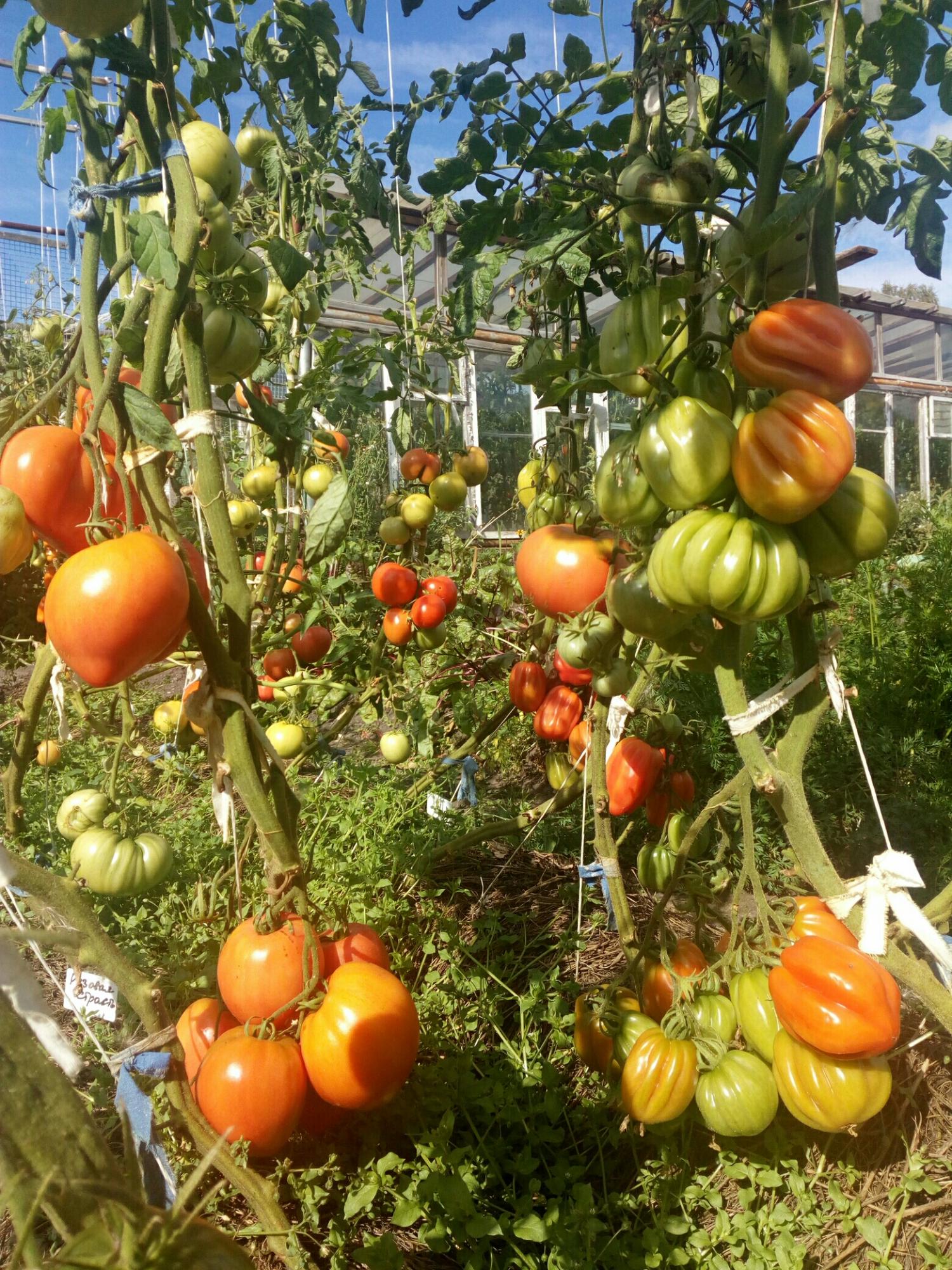 Семена сортовых томатов, цена 40 руб. купить в Ачинске