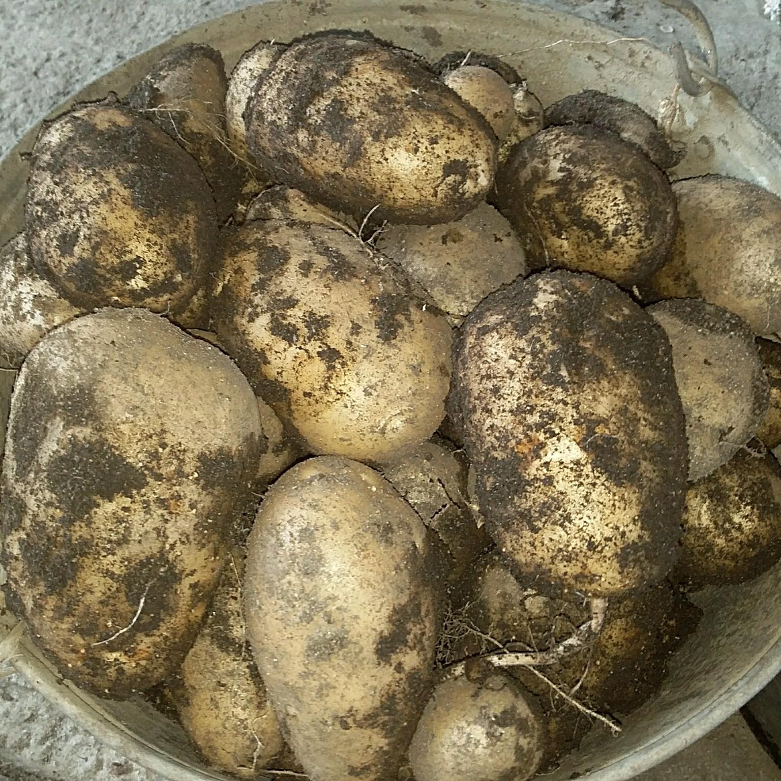 Сорт картофеля Тулеевский фото