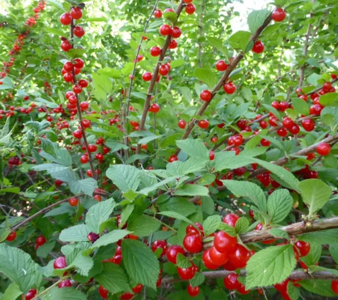 Вишня войлочная (Prunus tomentosa)