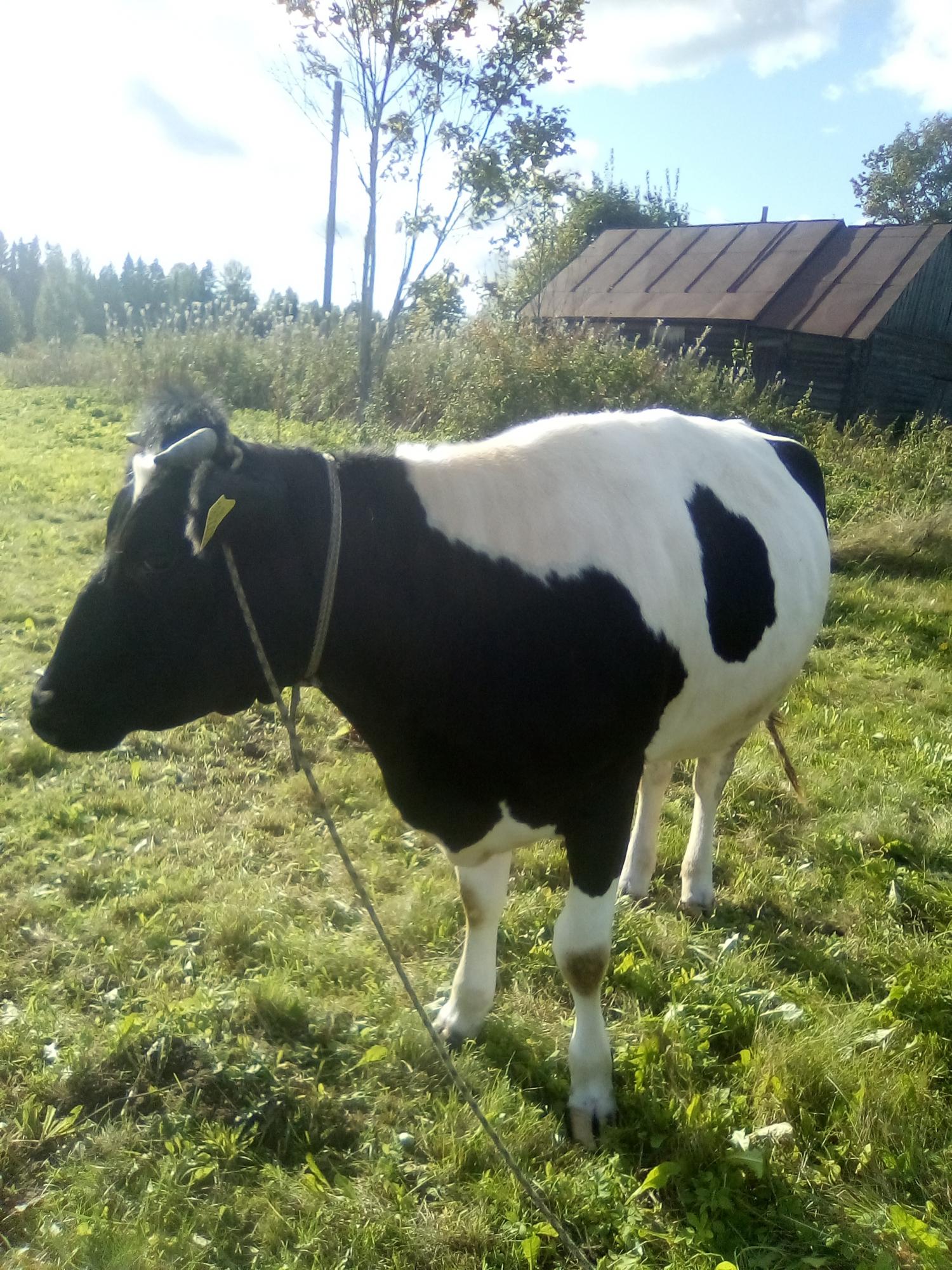 Корова - фотография № 4