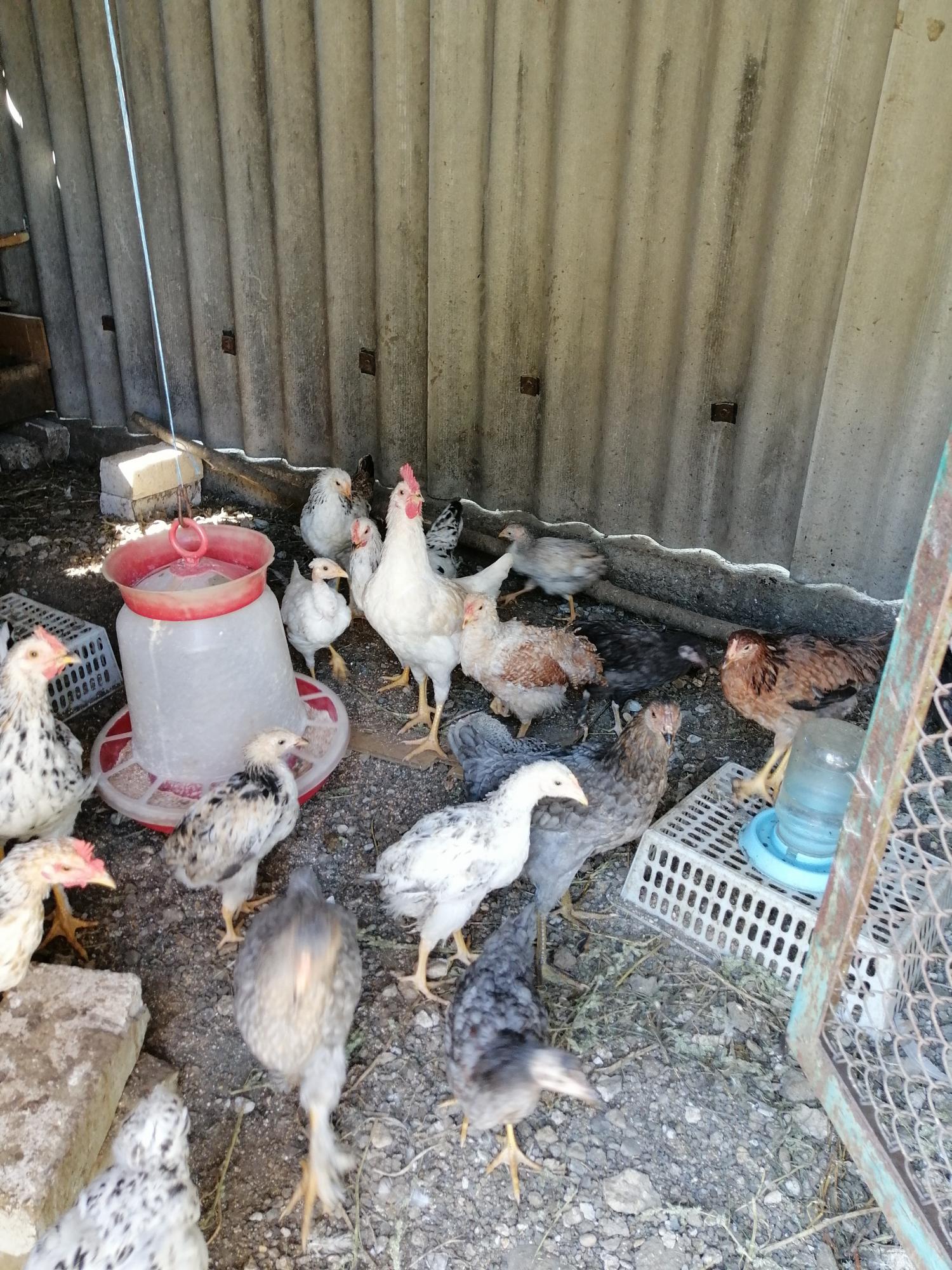 Цыплята домашние 4 мес - фотография № 2