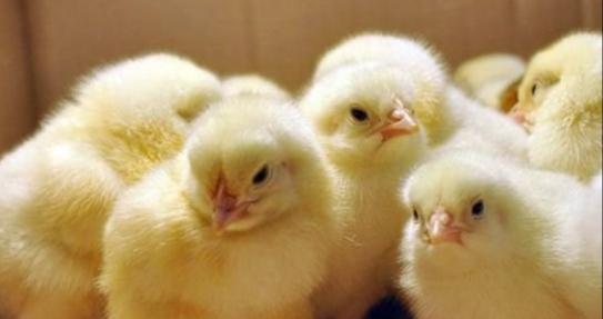 Цыплята от домашних кур несушек - фотография № 2