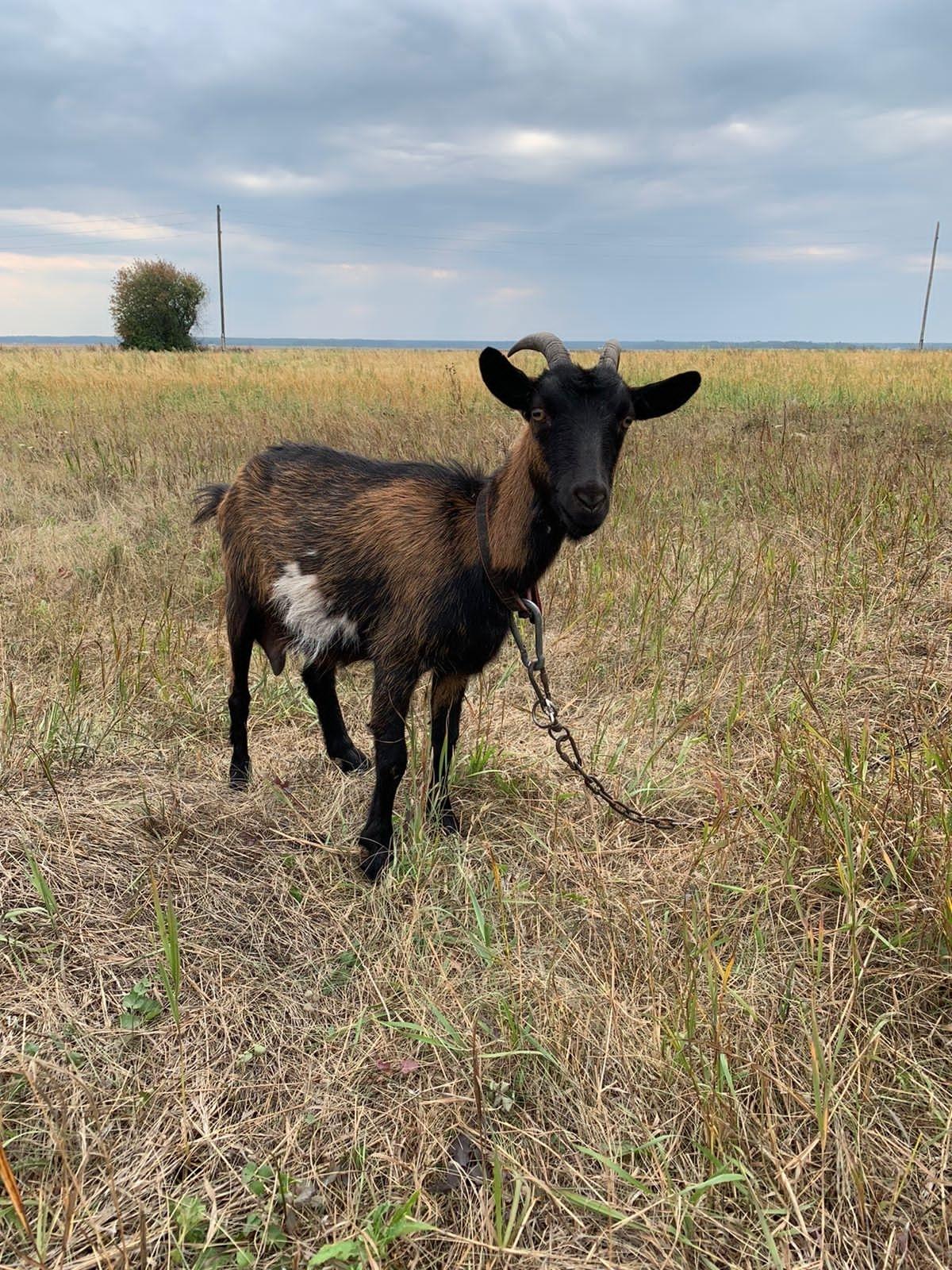 Чешская бурая коза - фотография № 2