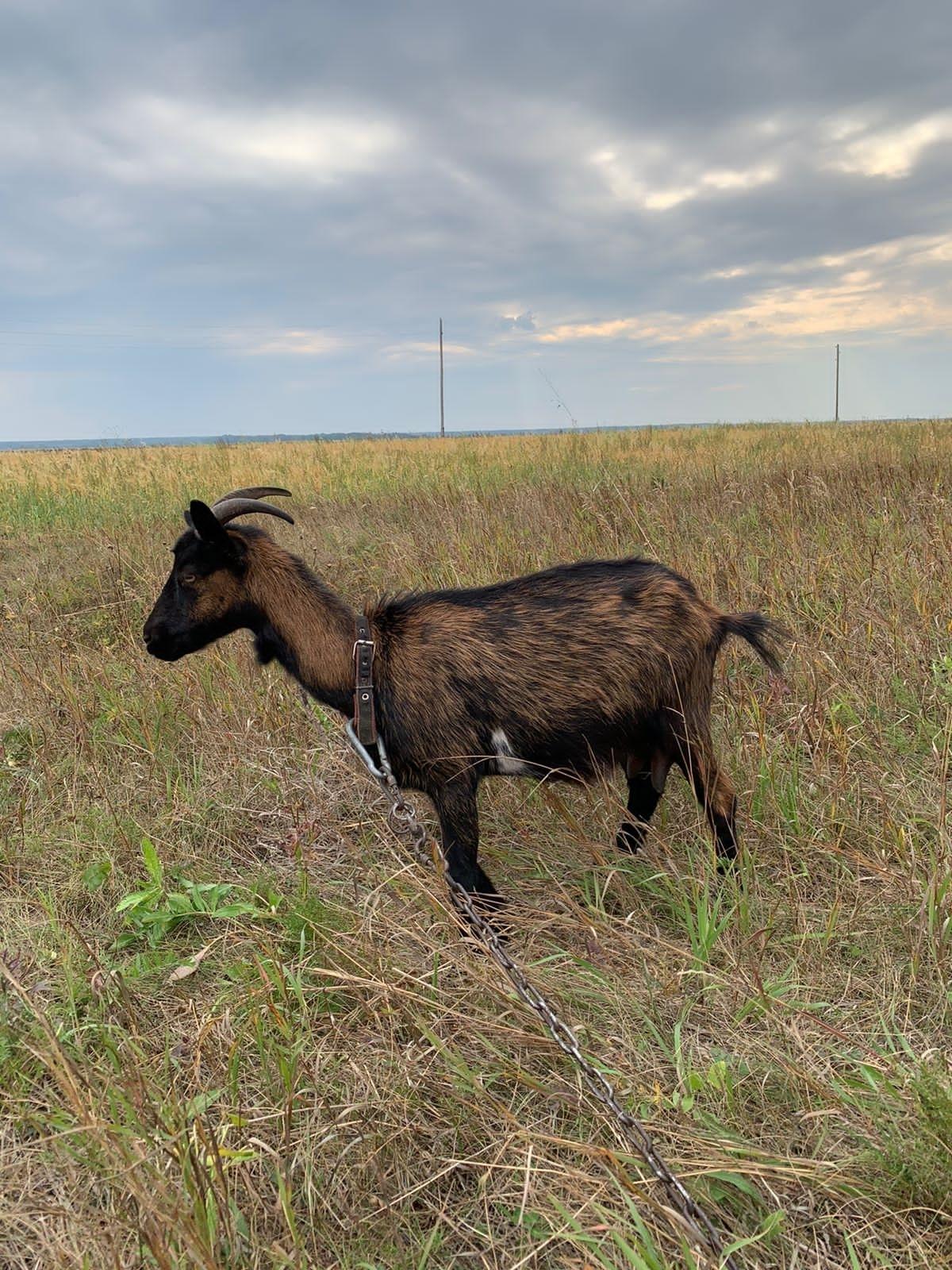 Чешская бурая коза - фотография № 5