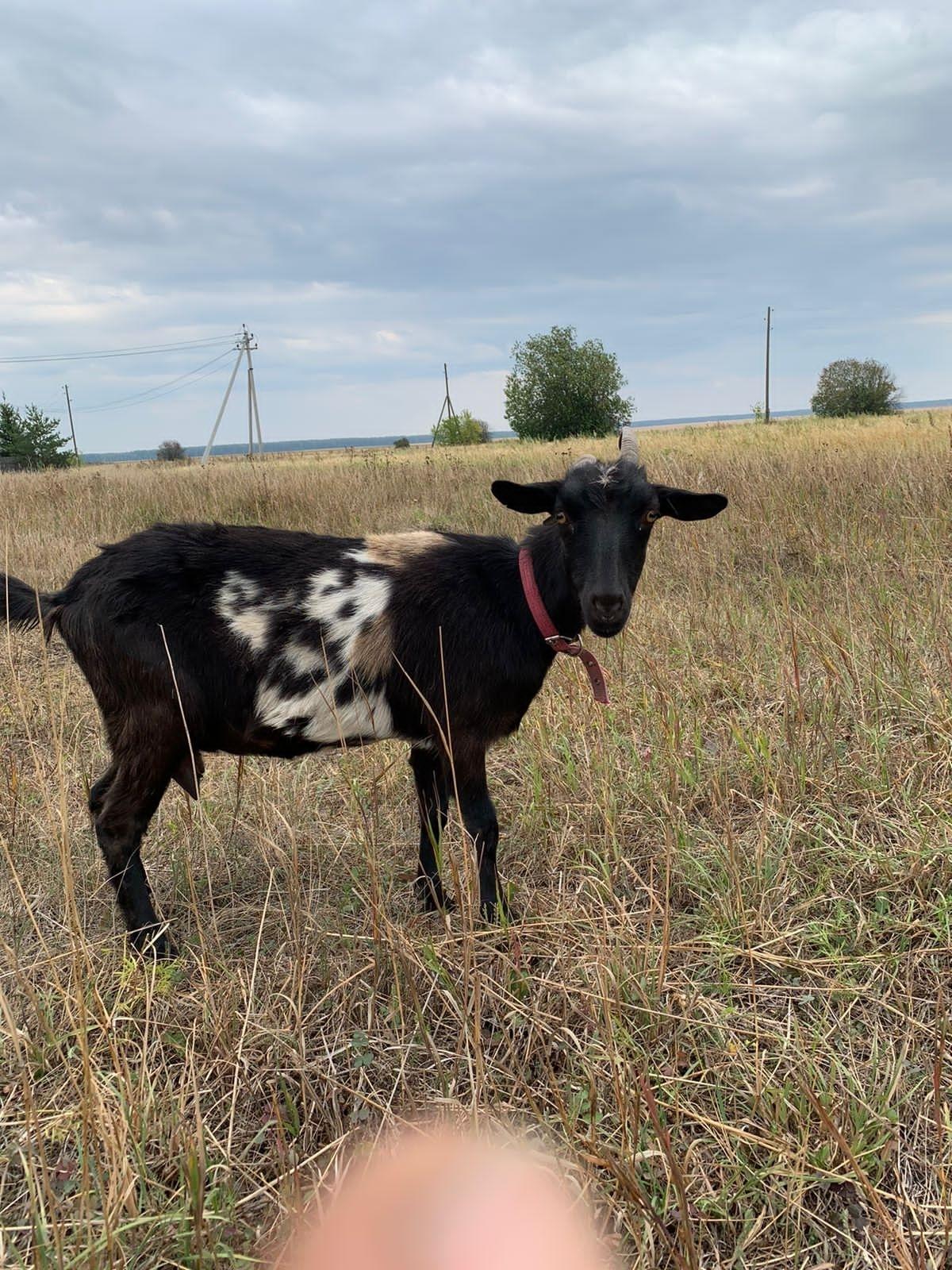 Чешская бурая коза - фотография № 6
