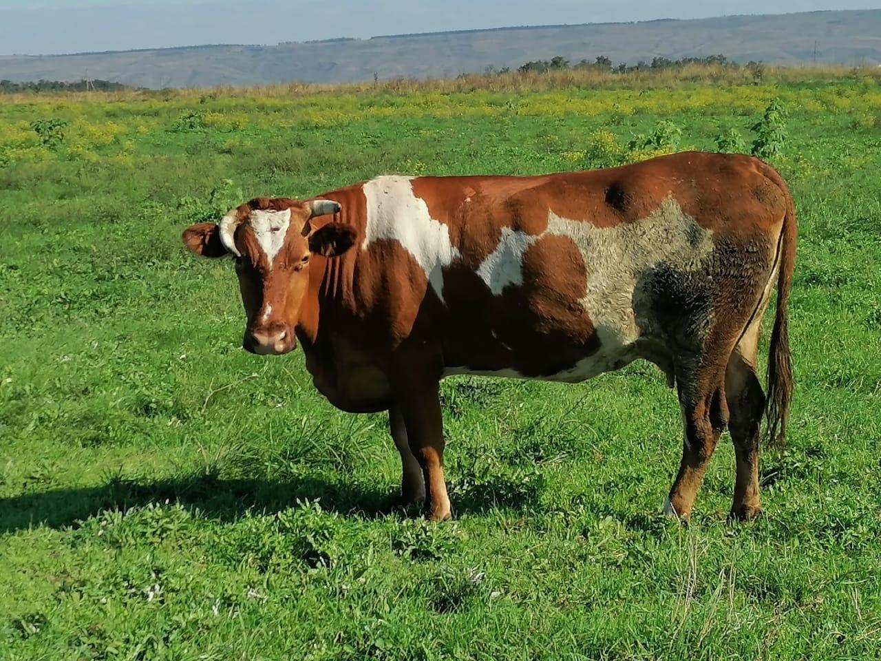 Корова - фотография № 5