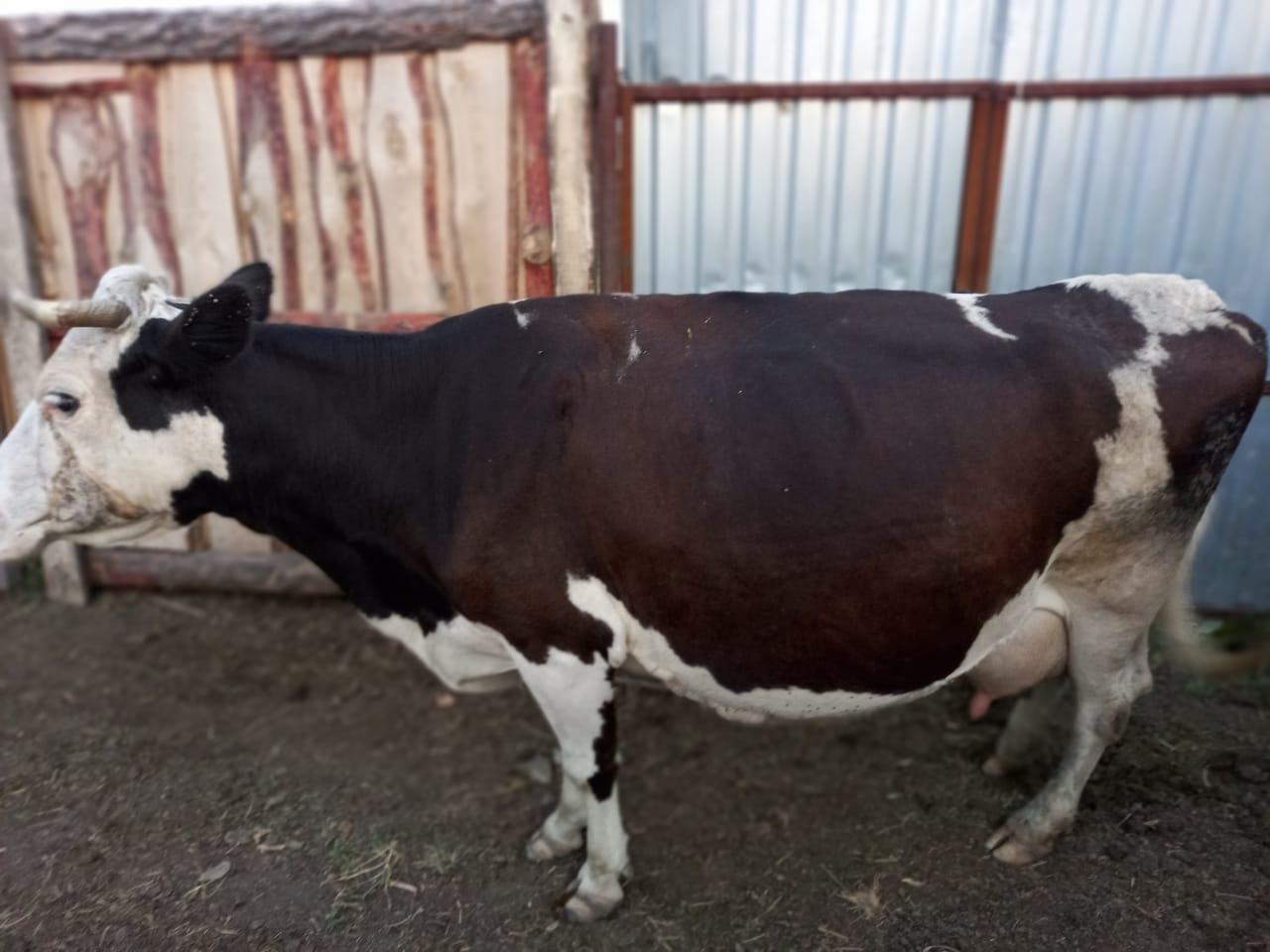 Продам коров, телочку - фотография № 3