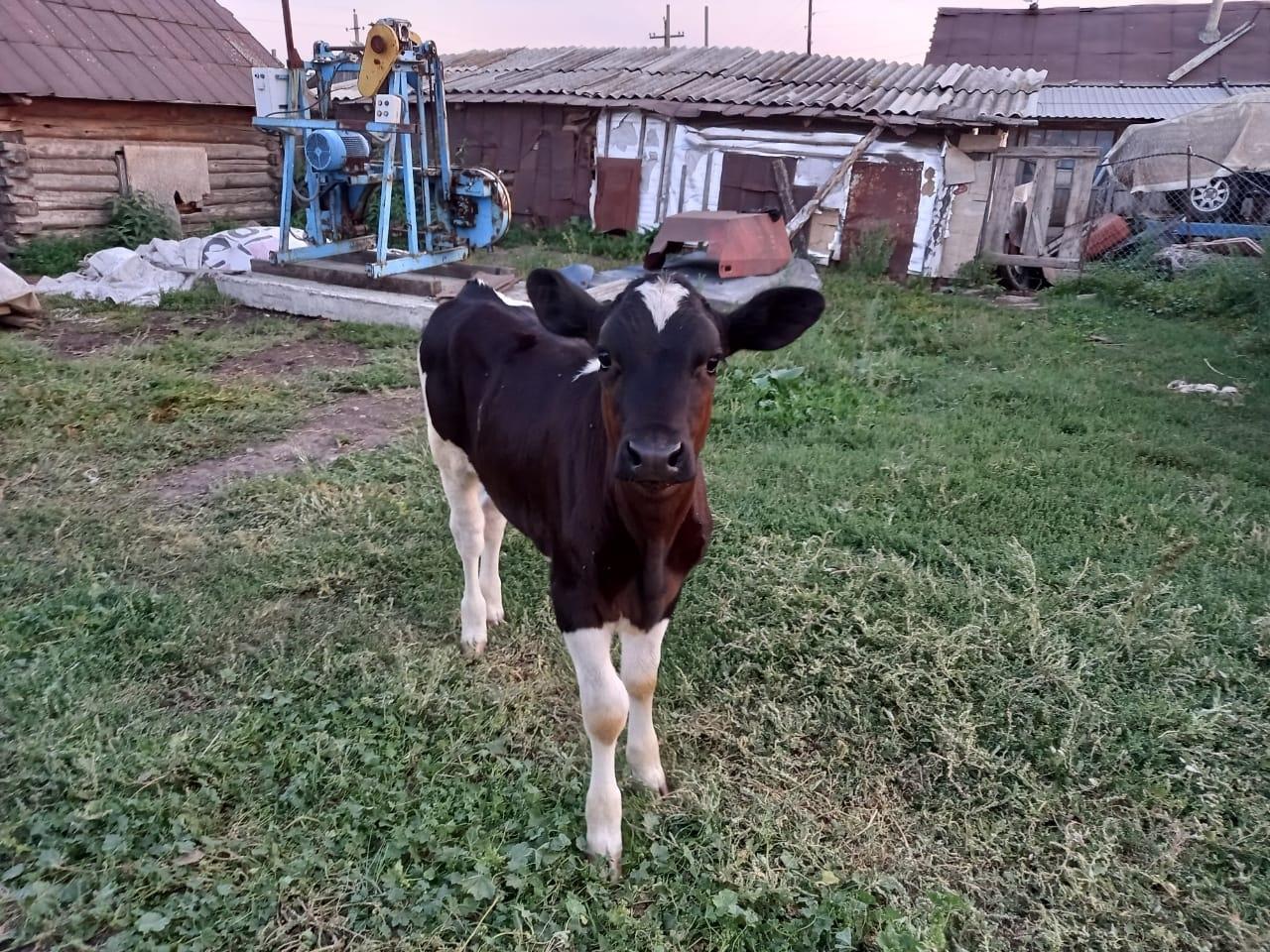 Продам коров, телочку - фотография № 1