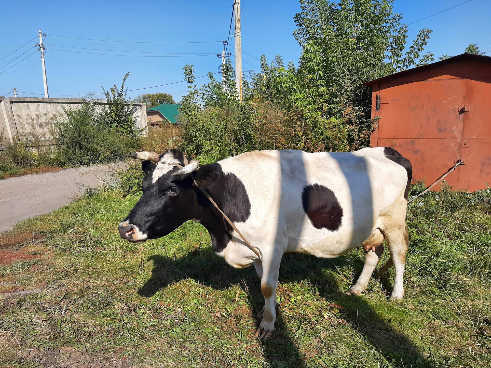 Корова дойная - фотография № 2