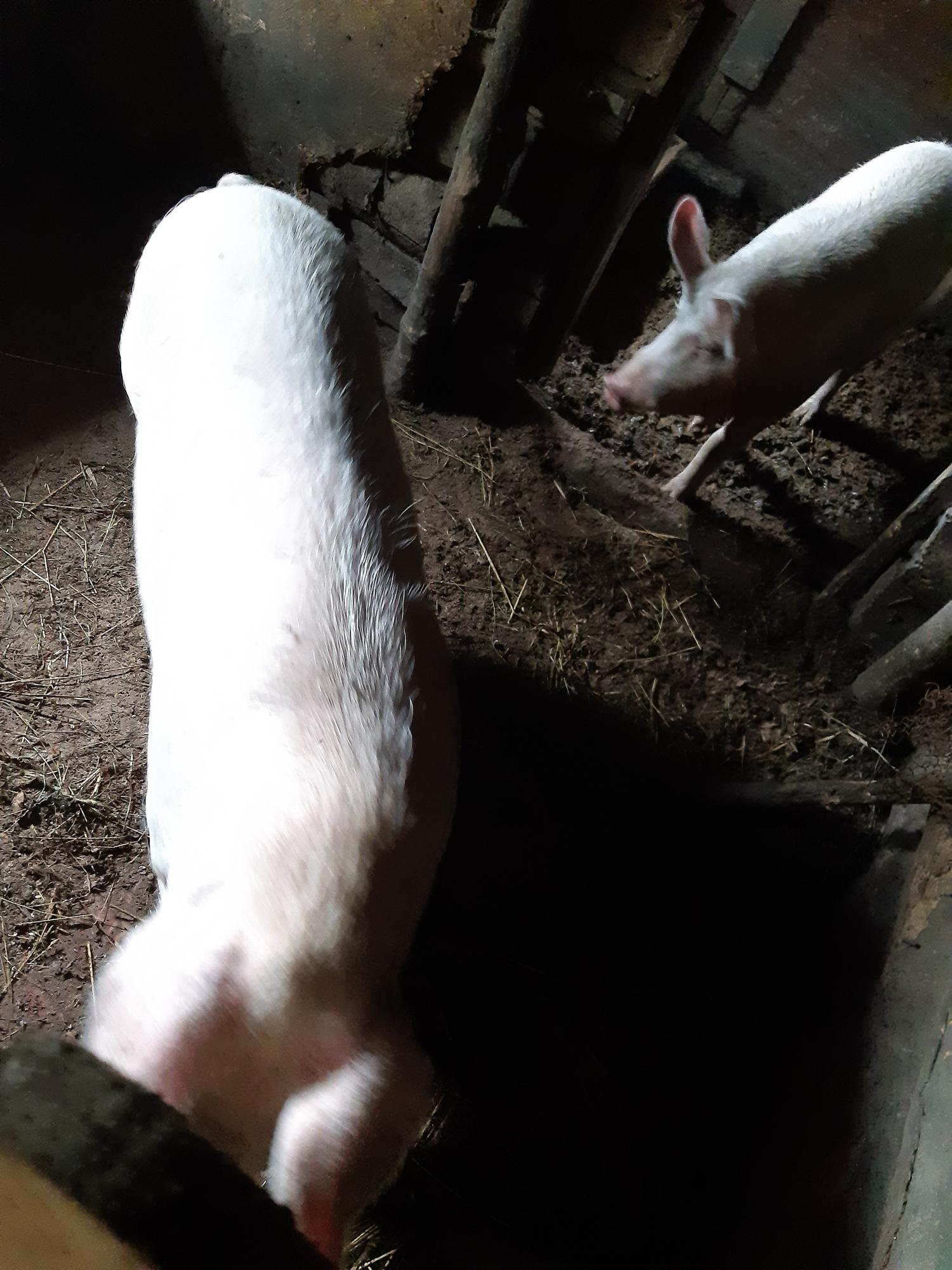 Свиноматка 1,5 года,хряк 1,3 мес - фотография № 2