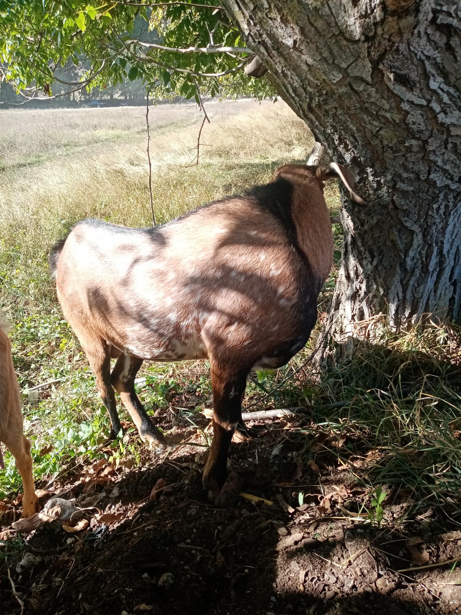 Продам срочно козу, козла, и козачку - фотография № 2