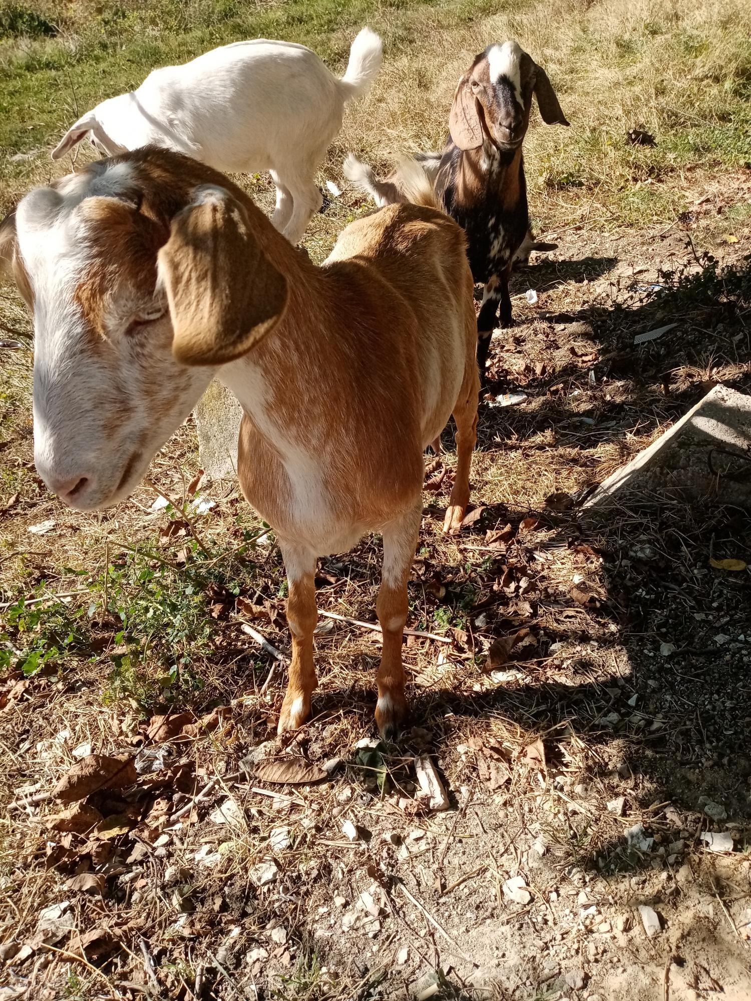 Продам срочно козу, козла, и козачку - фотография № 5