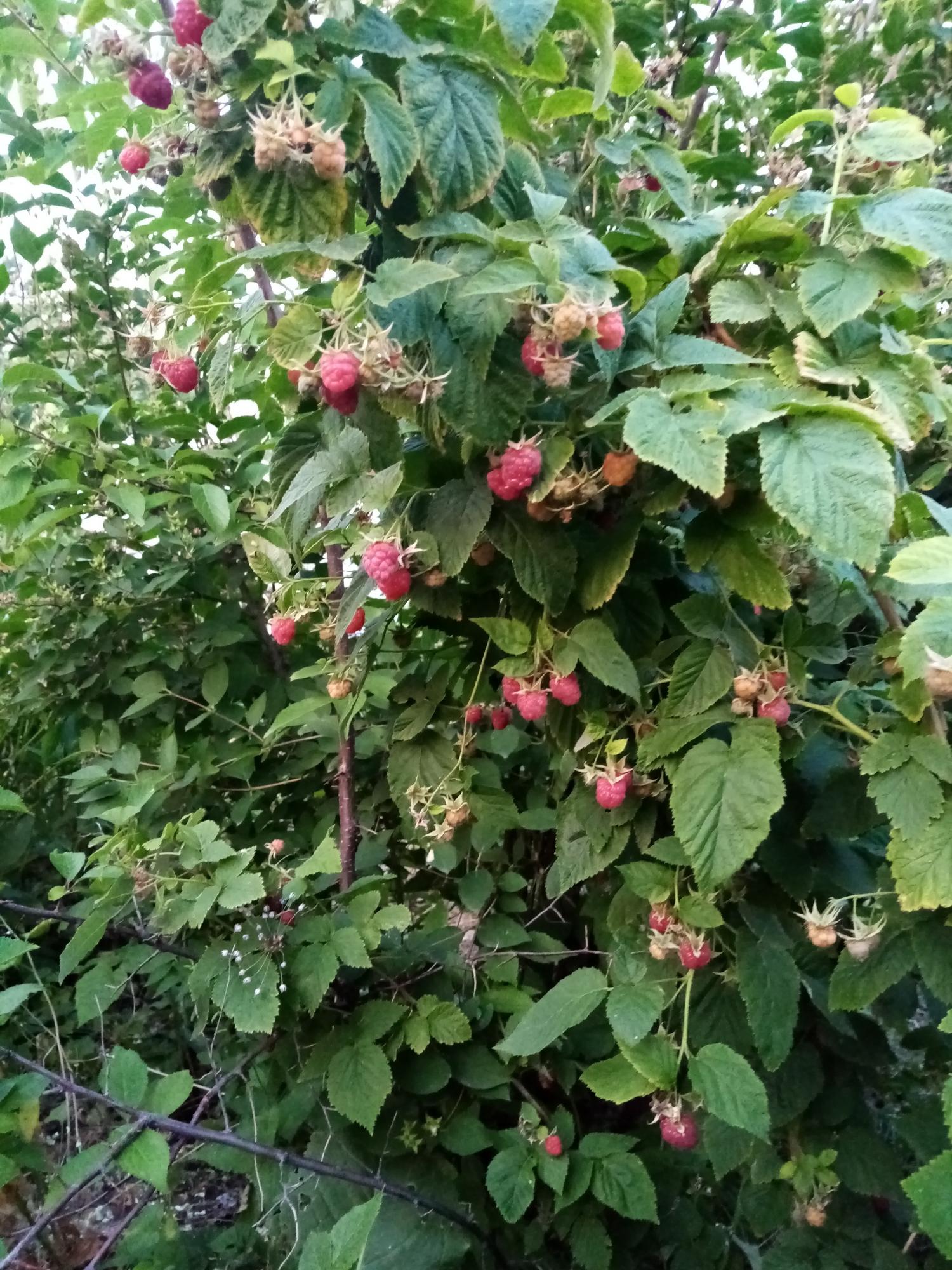 Малина срок созревания