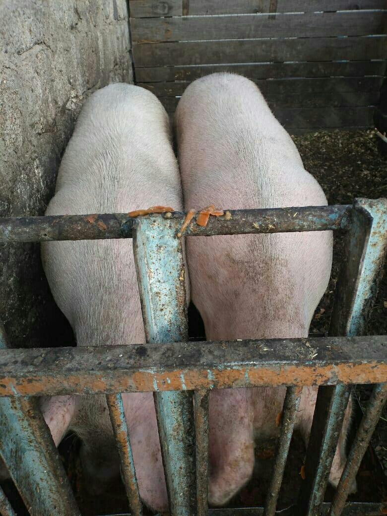 Продам свинноматок 11 месяцев - фотография № 4
